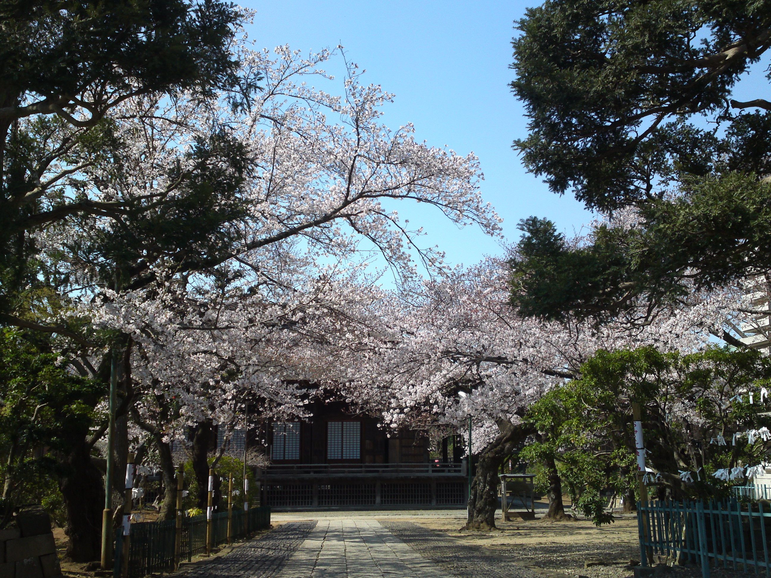 2020年法華経寺祖師堂と桜の花々８