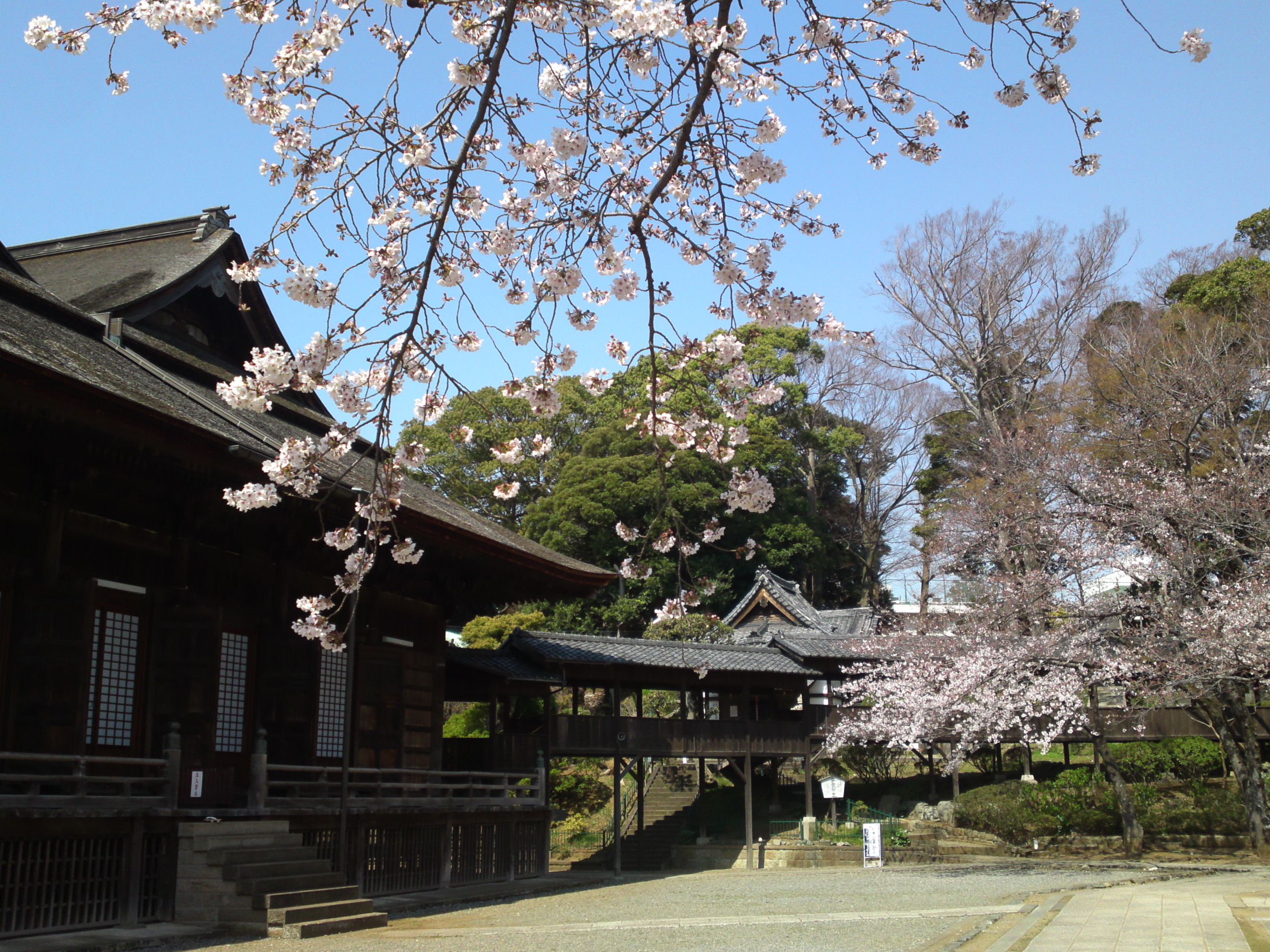 2020年法華経寺祖師堂と桜の花々９