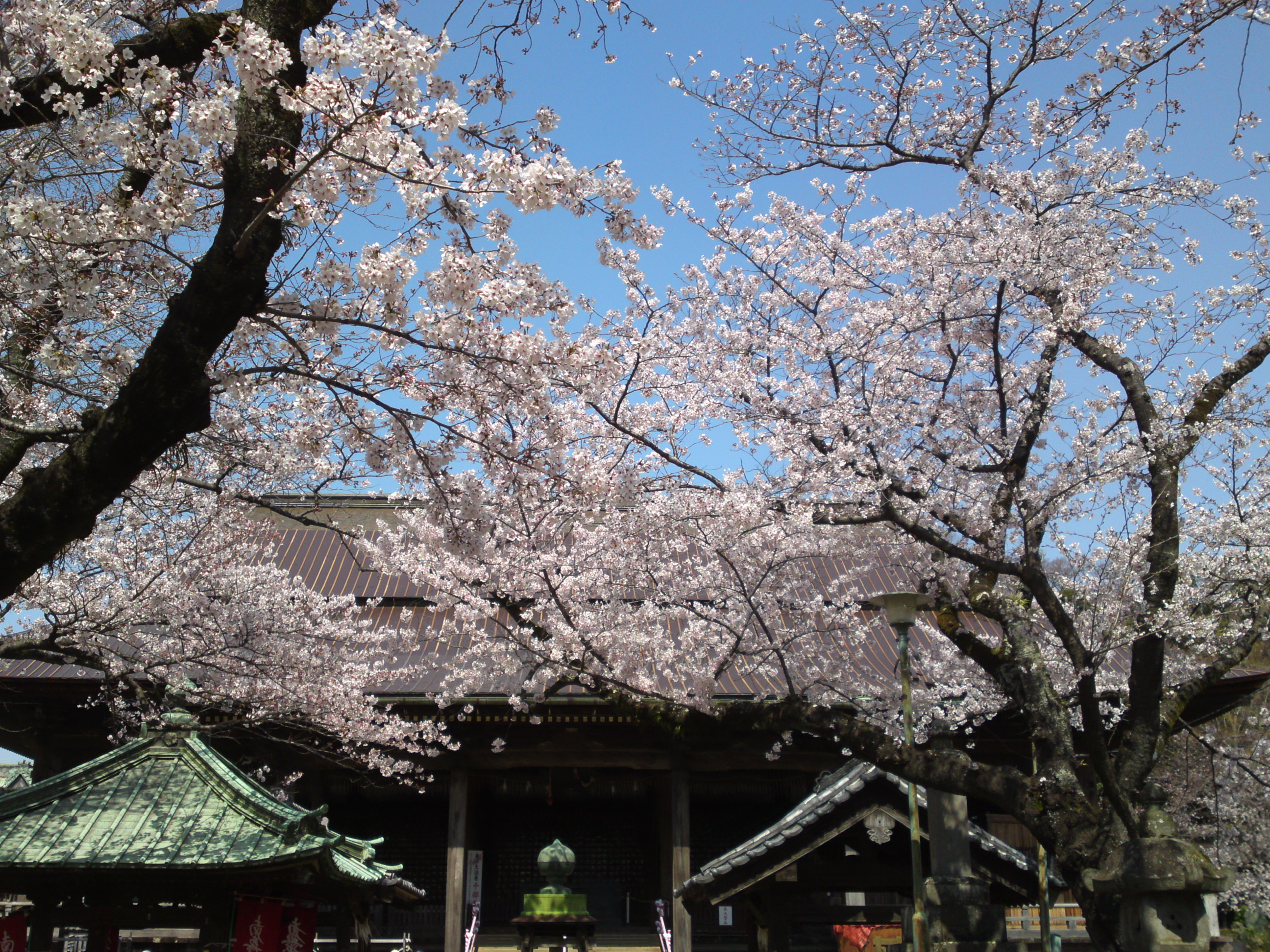 2020年法華経寺祖師堂と桜の花々１０