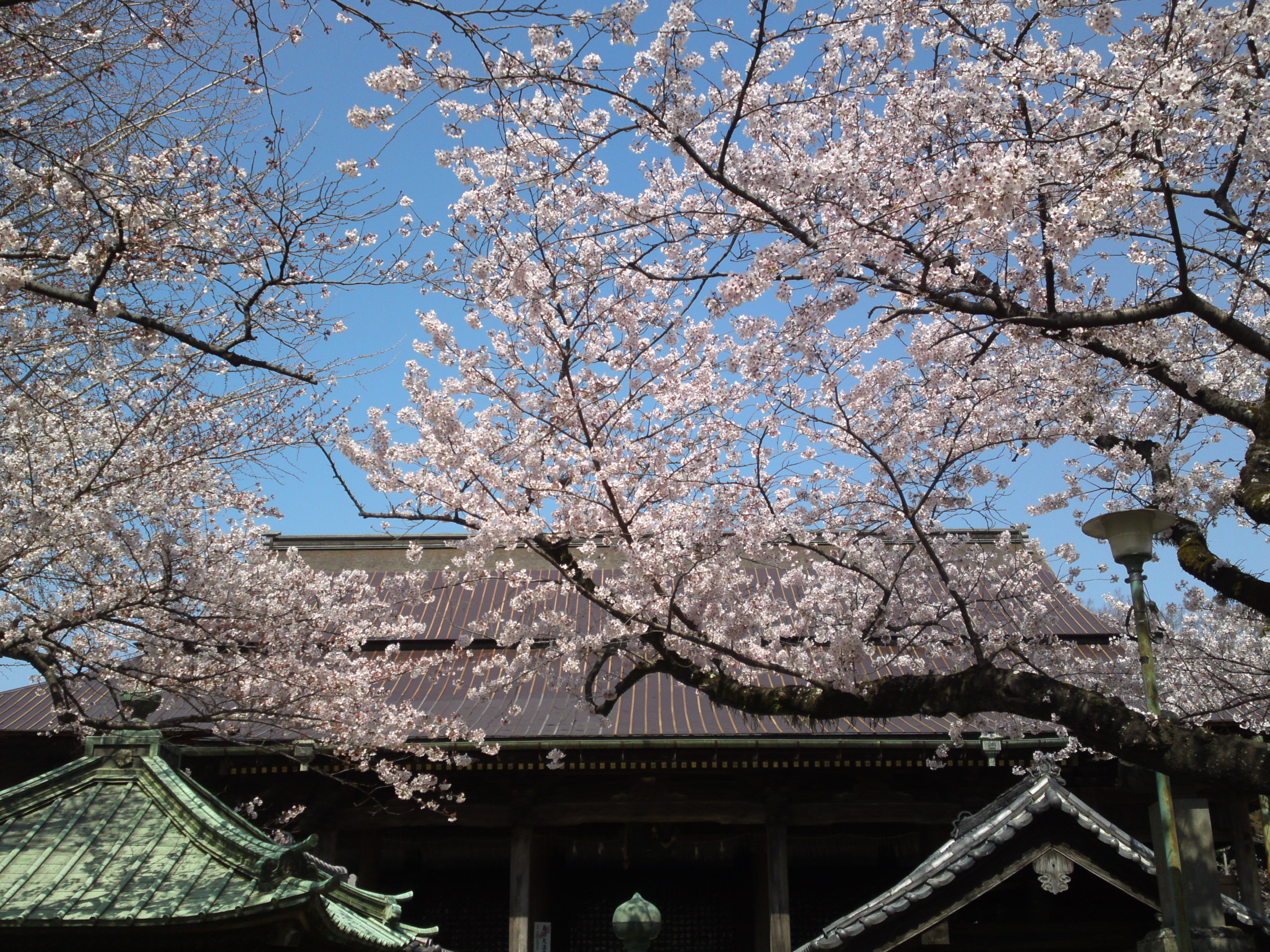 2020年法華経寺祖師堂と桜の花々１１