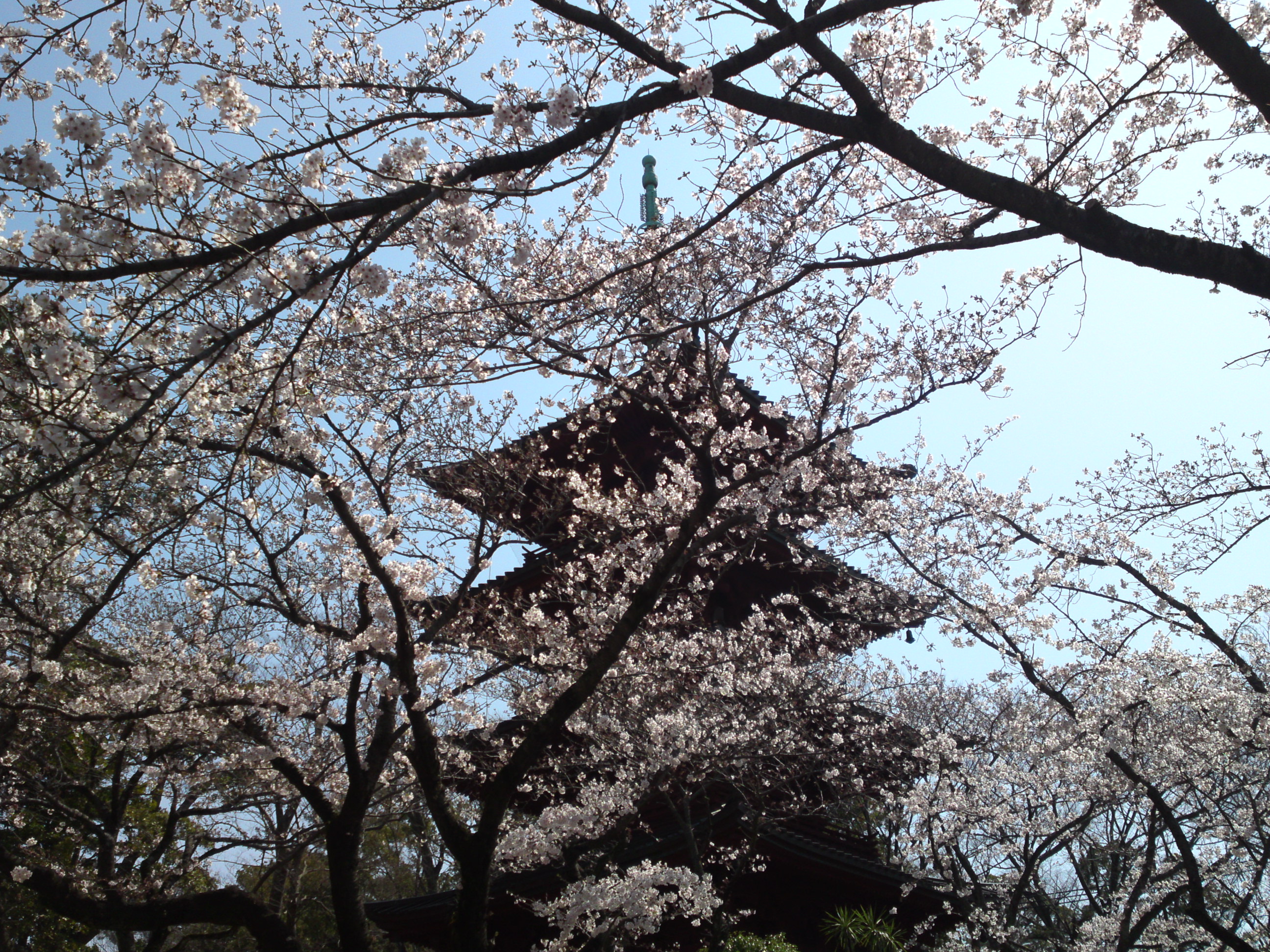 2020年法華経寺五重塔と桜の花々１