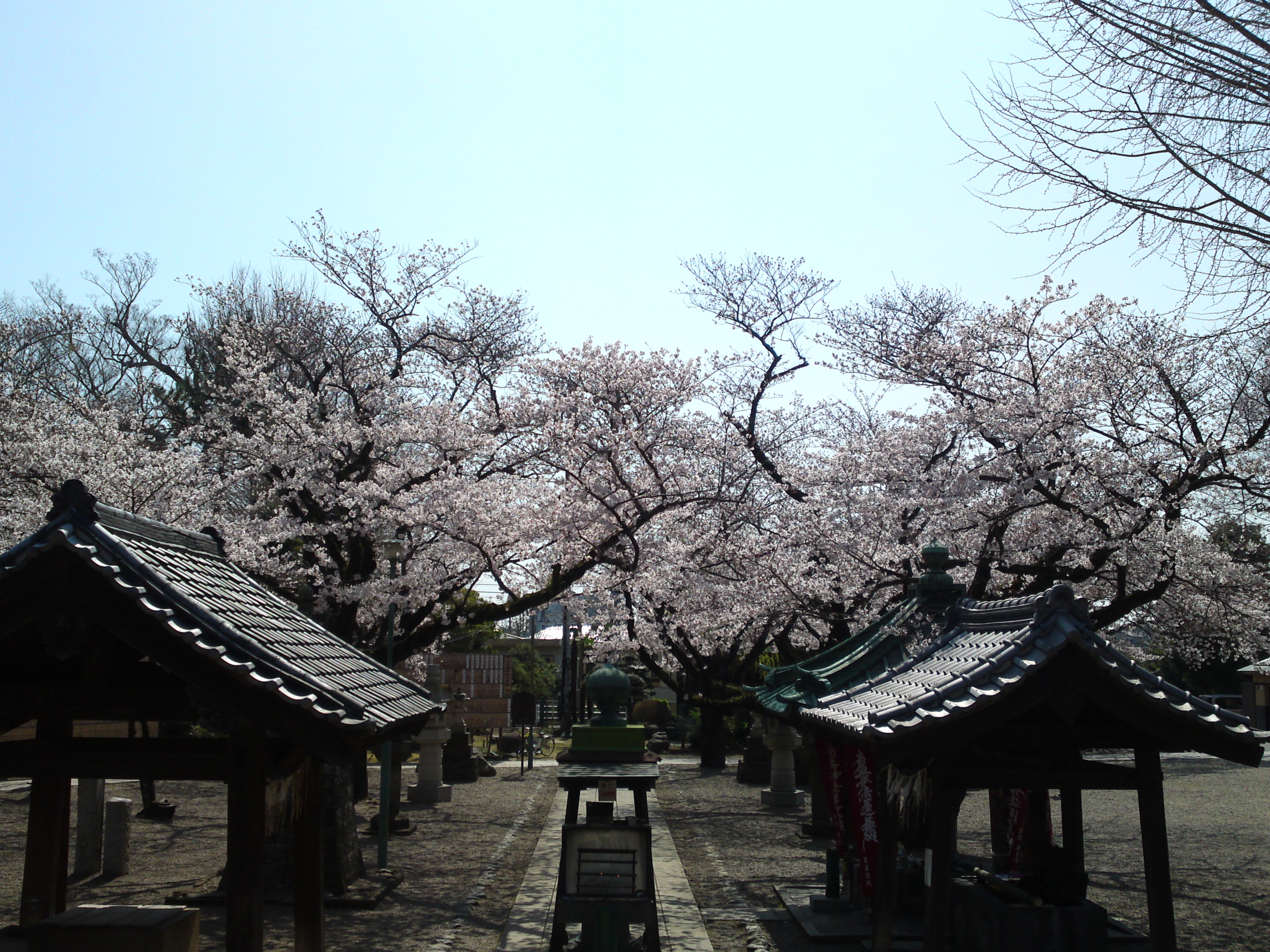 2020年法華経寺祖師堂参道に咲く桜の花々