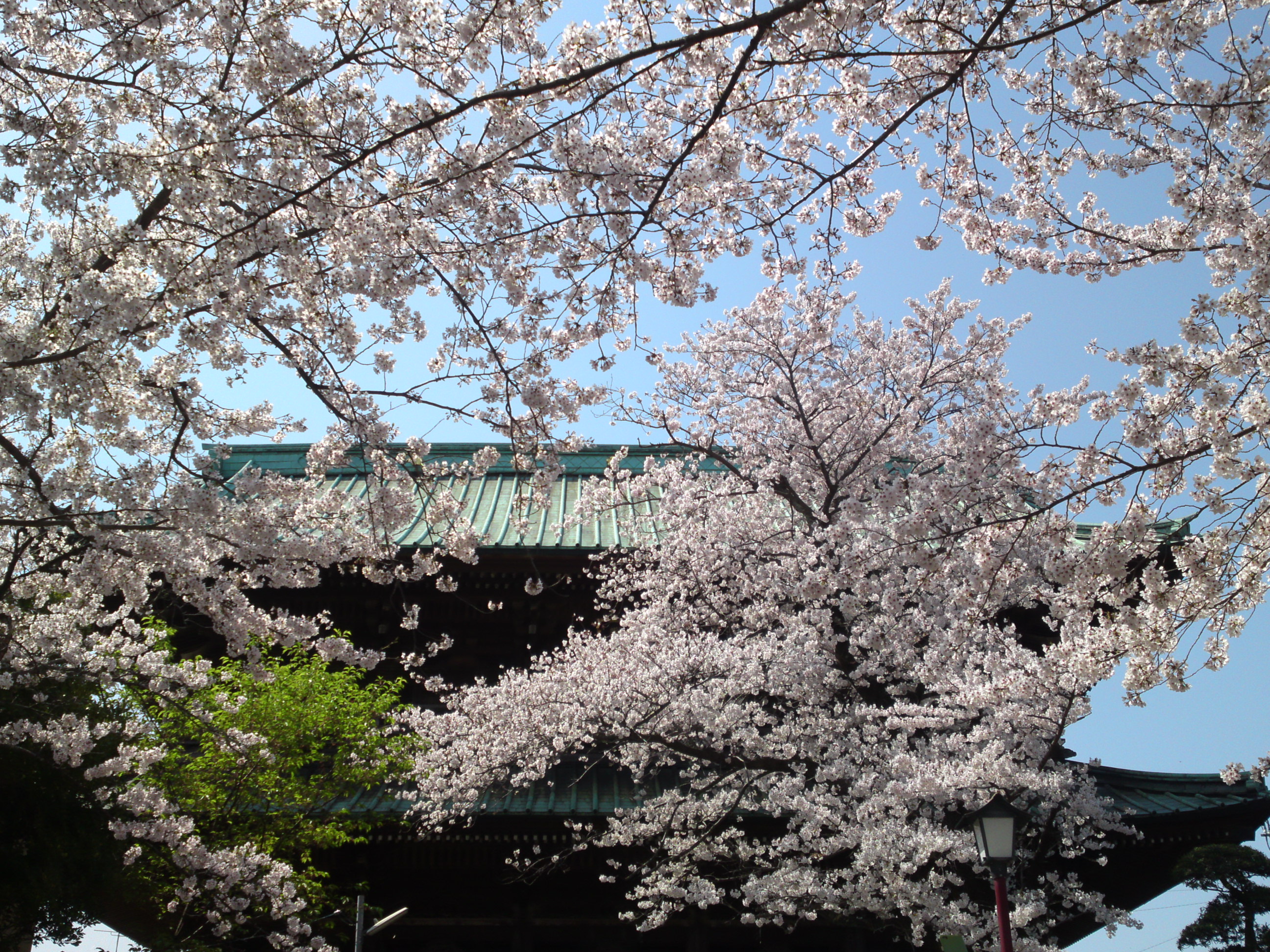 2020年法華経寺仁王門と桜の花々１