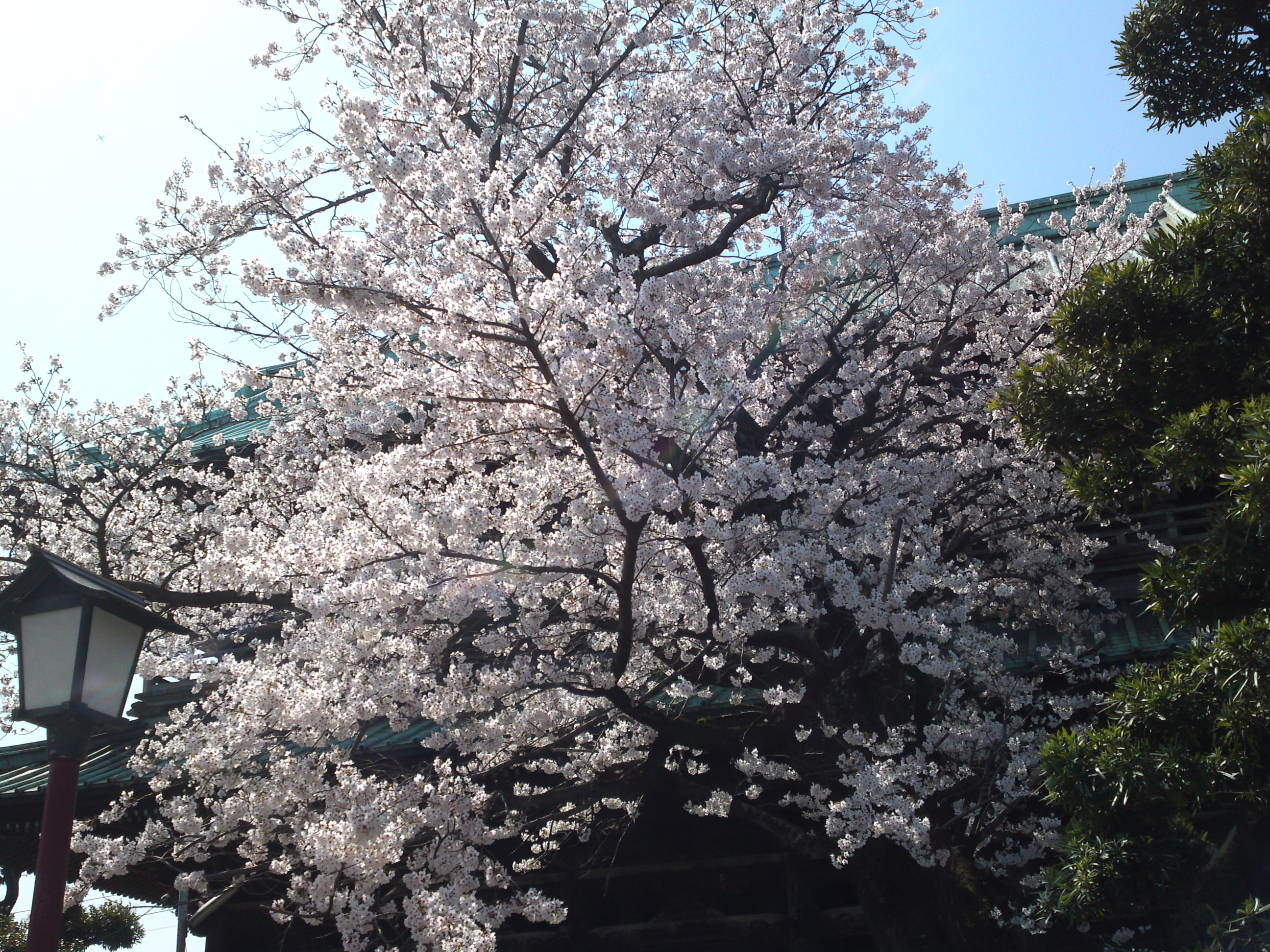 2020年法華経寺仁王門と桜の花々２