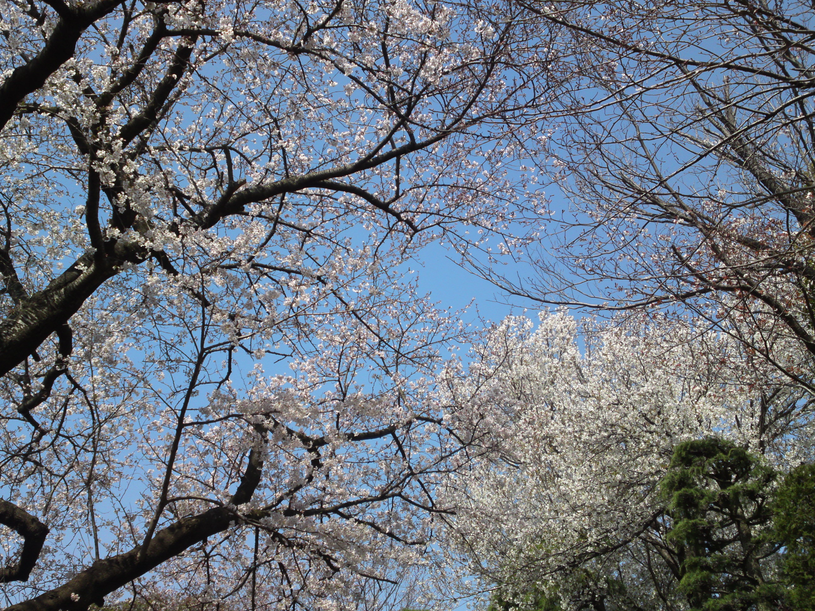 2020年法華経寺参道に咲く桜の花々１