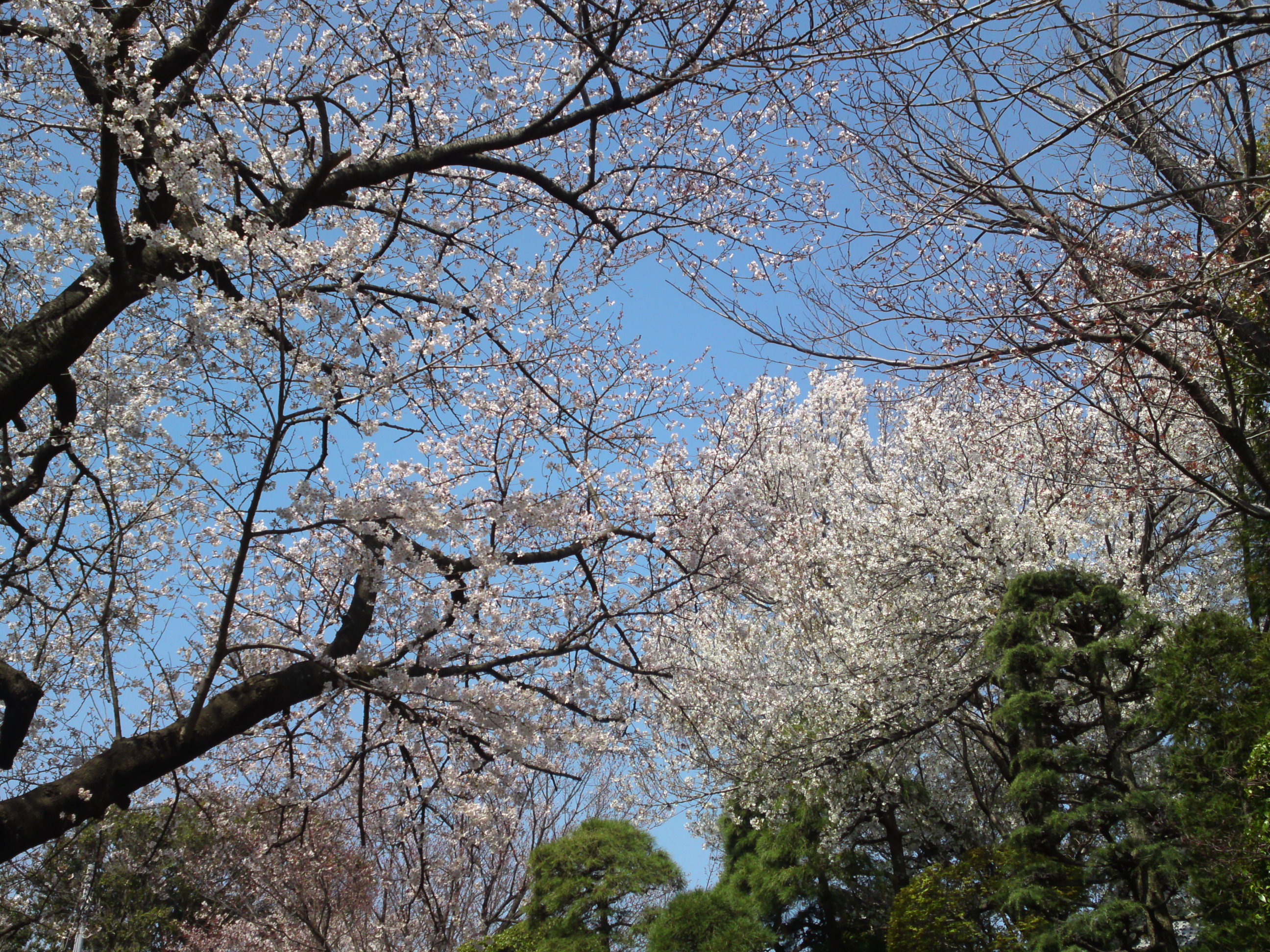 2020年法華経寺参道に咲く桜の花々２
