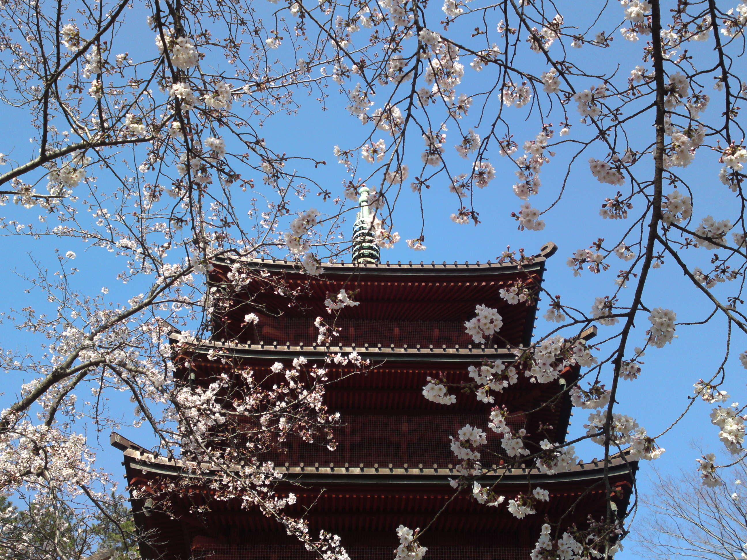 2020年法華経寺五重塔と桜の花々２