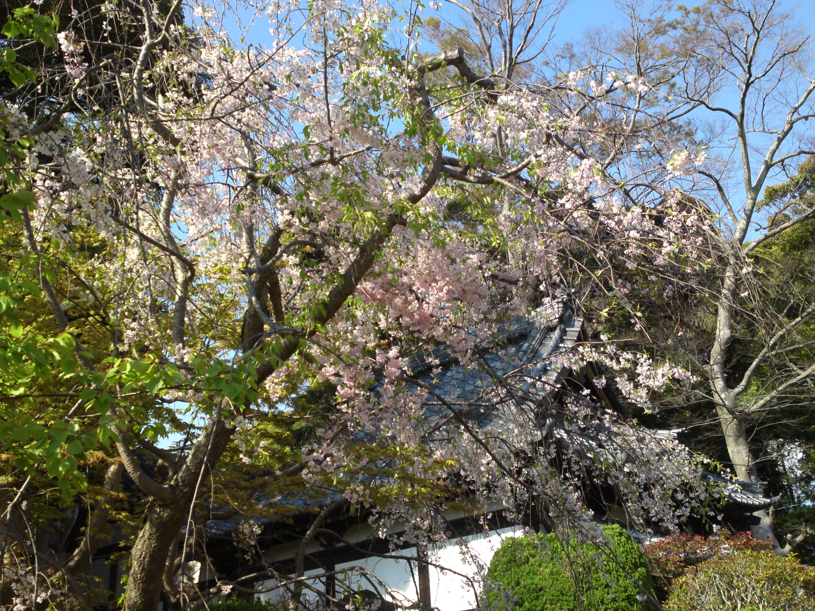2020年法華経寺に咲くしだれ桜１