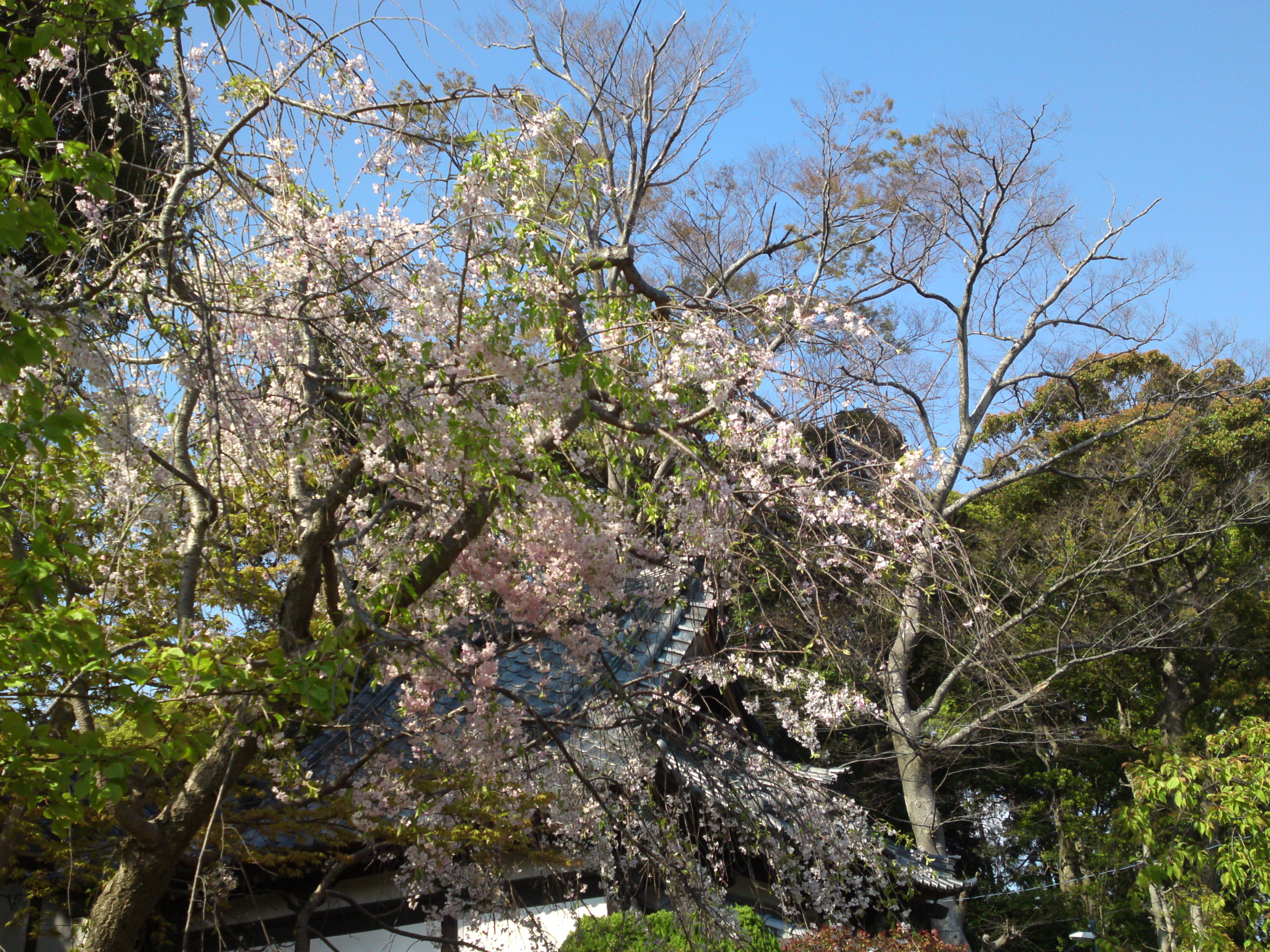 2020年法華経寺に咲くしだれ桜３