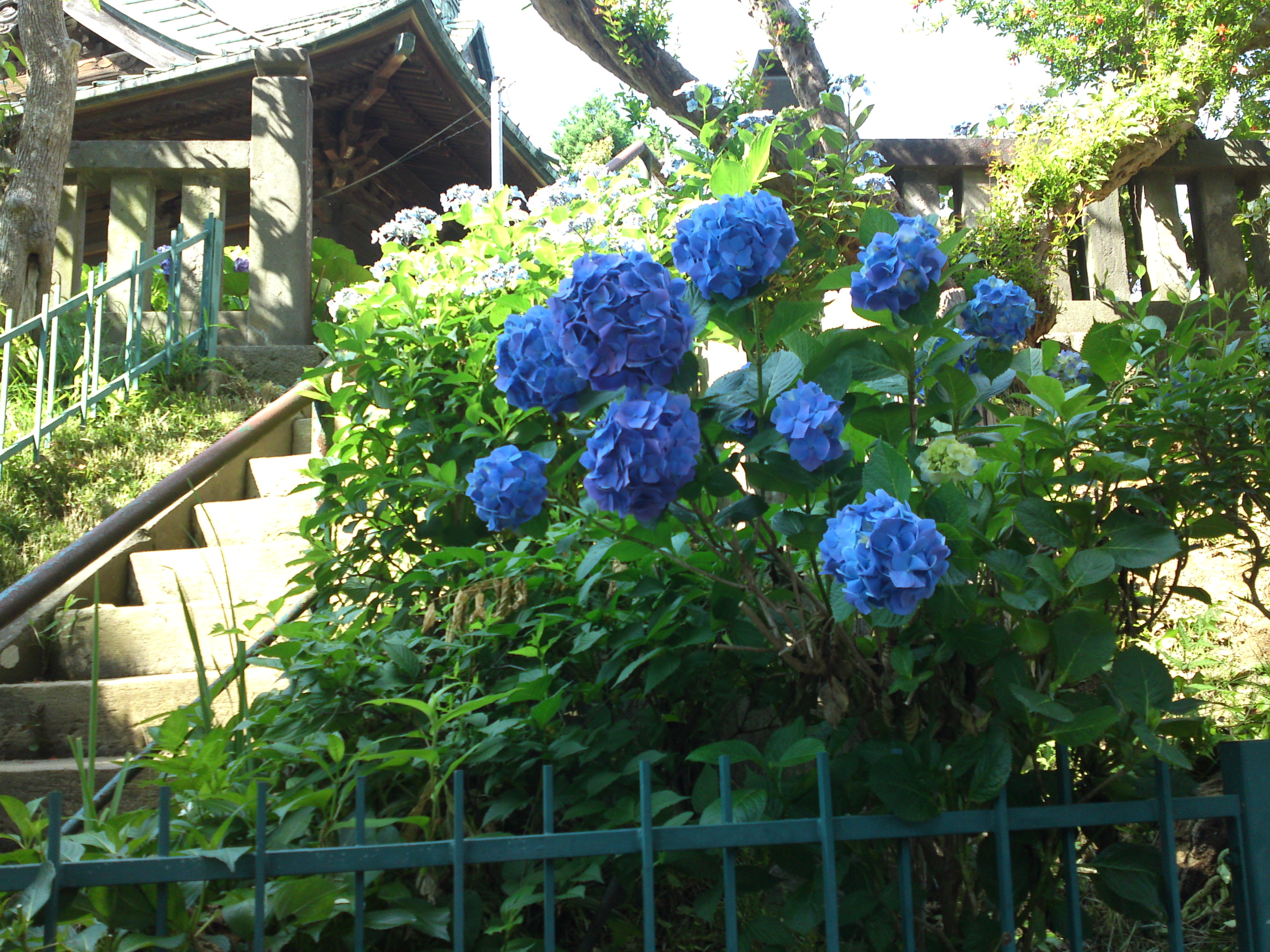 2020年中山法華経寺に咲く紫陽花の花々１