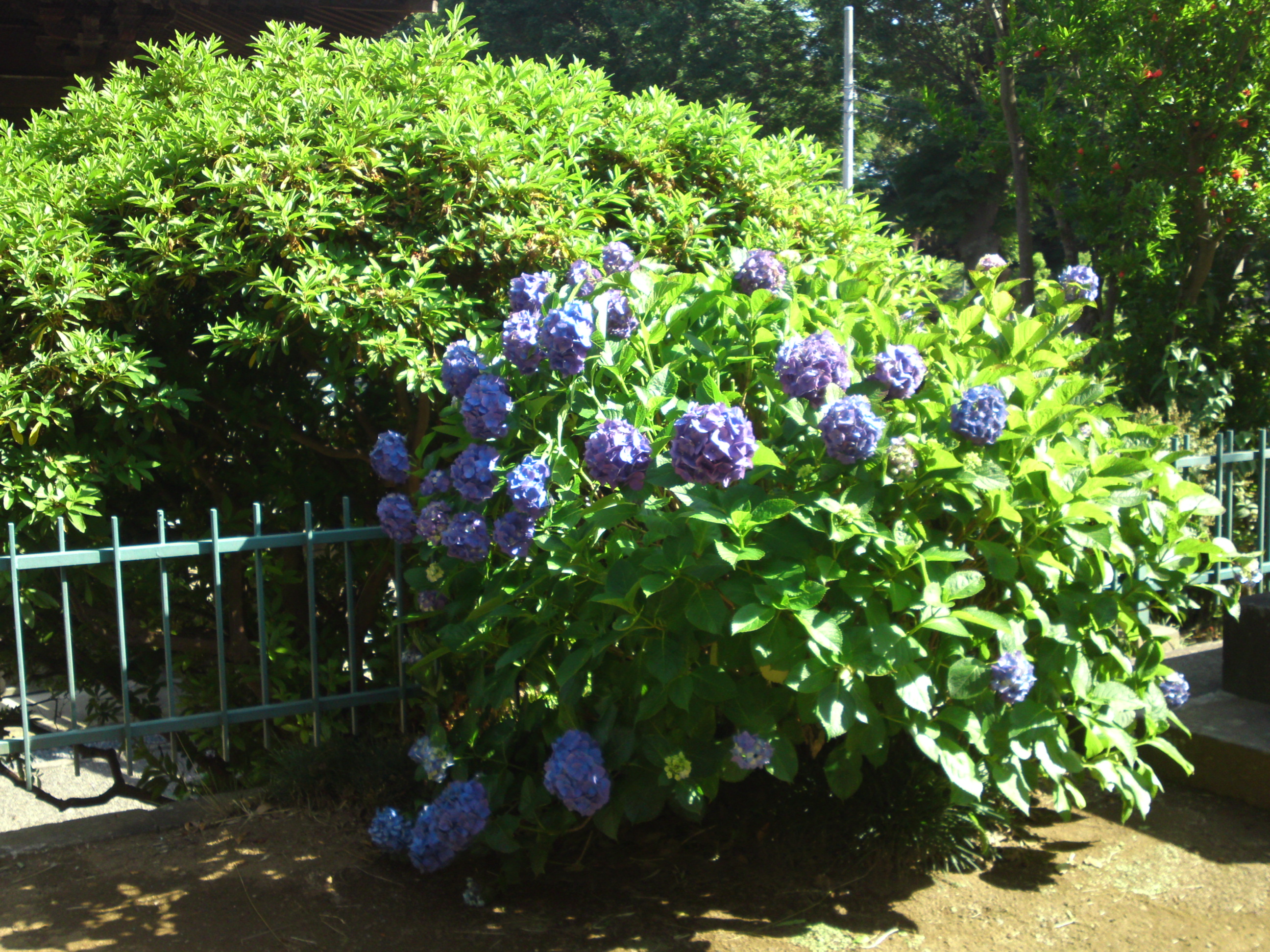 2020年中山法華経寺に咲く紫陽花の花々４