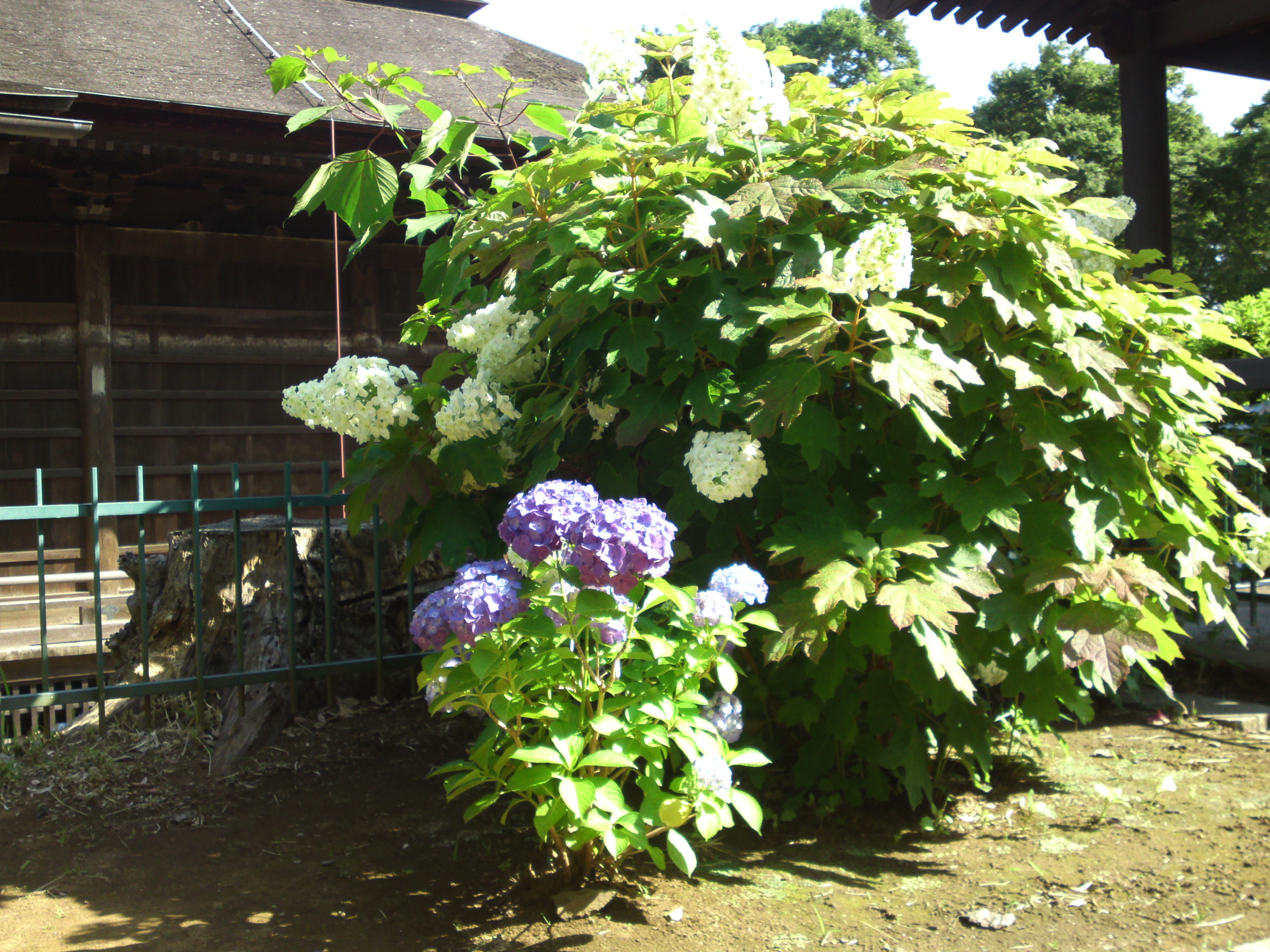 2020年中山法華経寺に咲く紫陽花の花々５