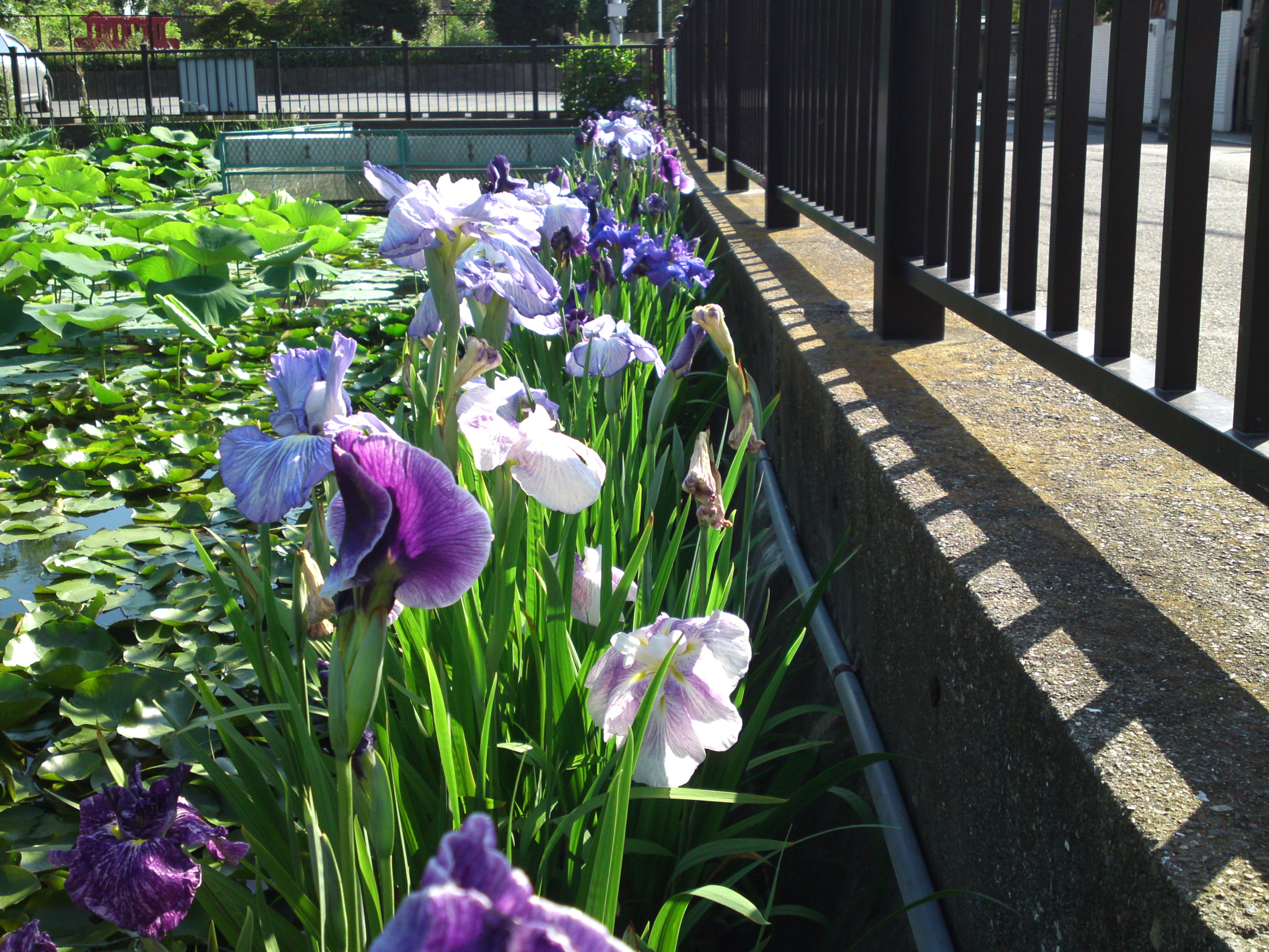 2020年法華経寺竜王池に咲く菖蒲の花々１５