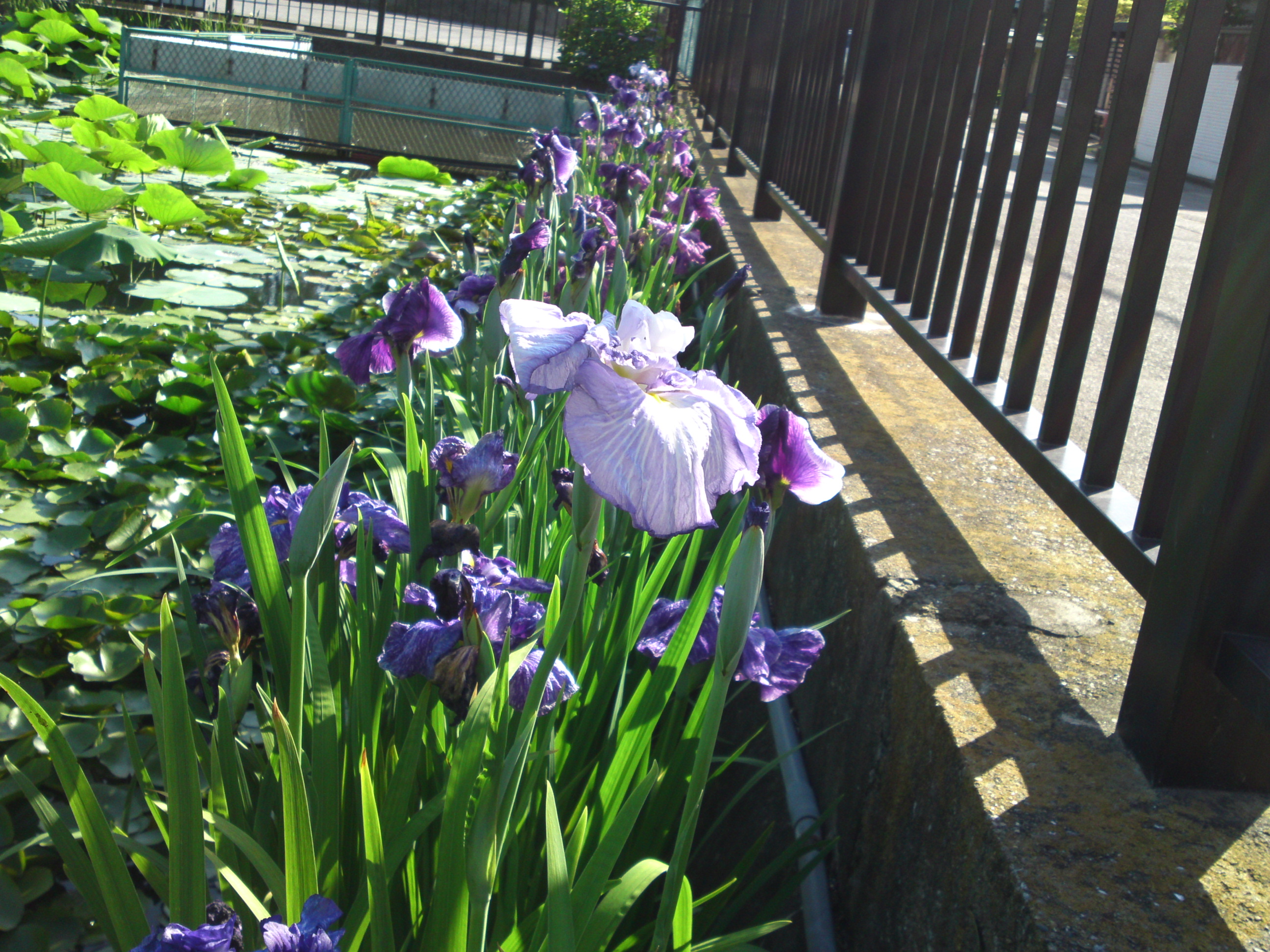 2020年法華経寺竜王池に咲く菖蒲の花々１７