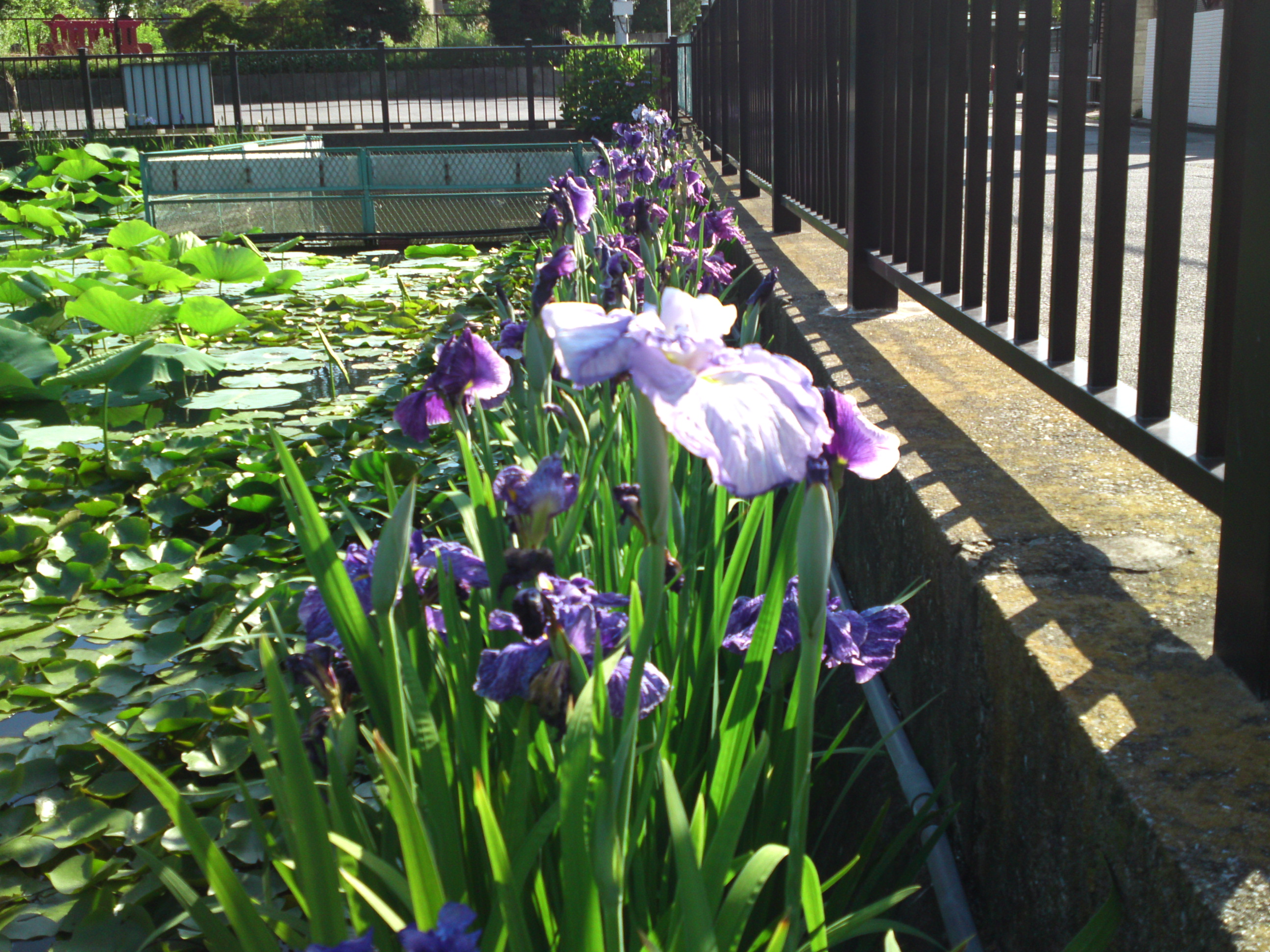 2020年法華経寺竜王池に咲く菖蒲の花々１８