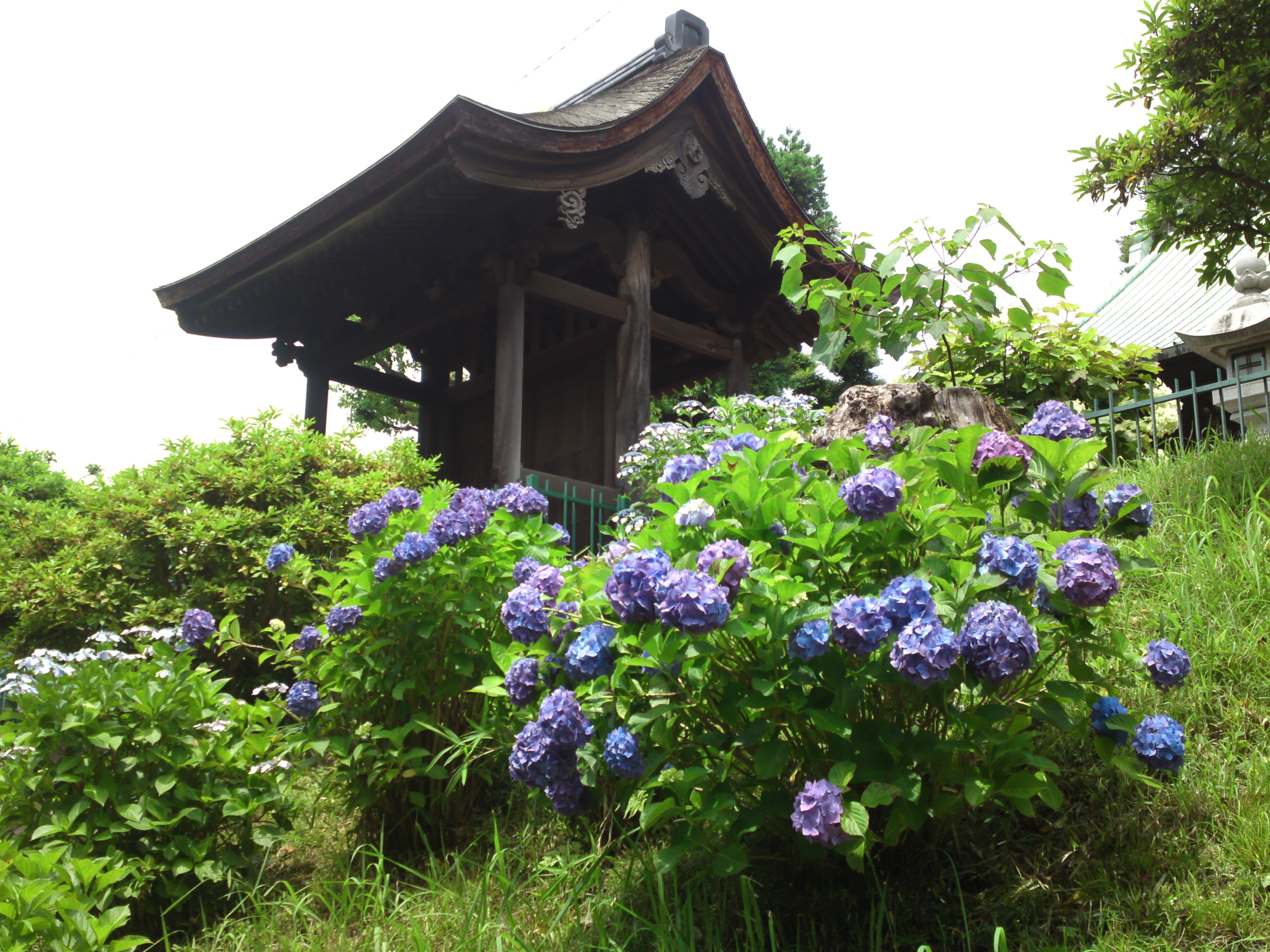 2020年中山法華経寺に咲く紫陽花の花々７