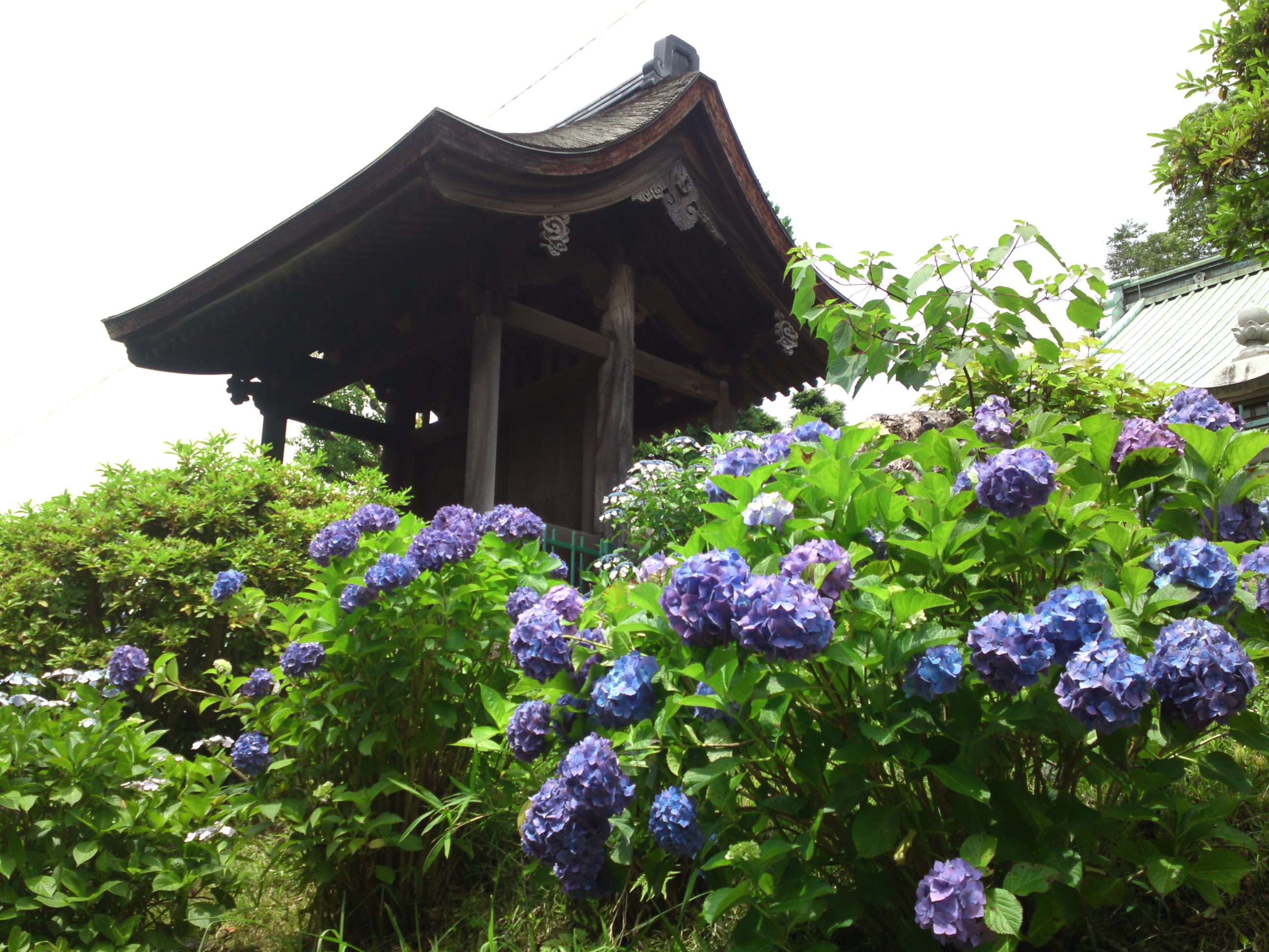 2020年中山法華経寺に咲く紫陽花の花々８