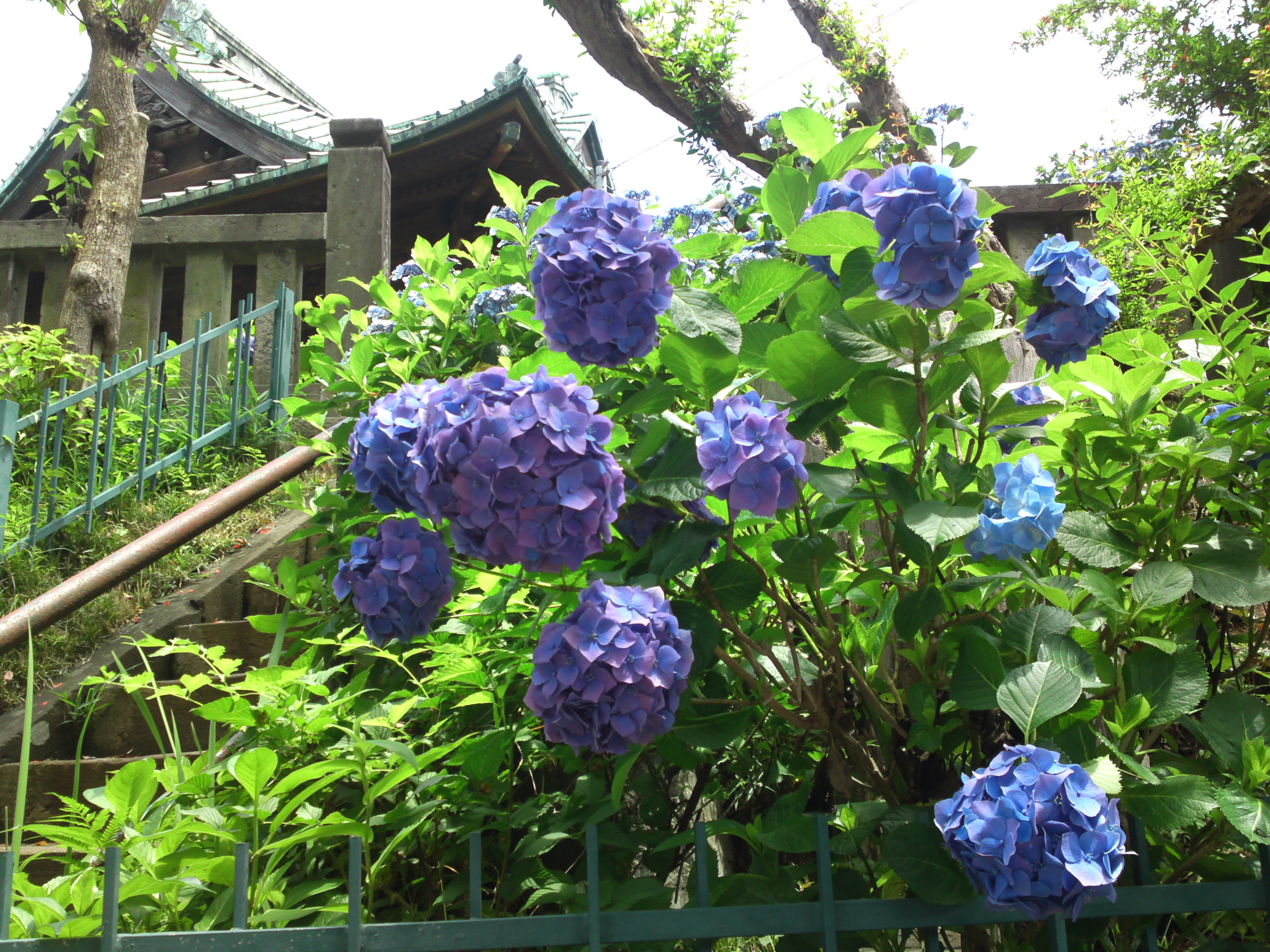 2020年中山法華経寺に咲く紫陽花の花々１３