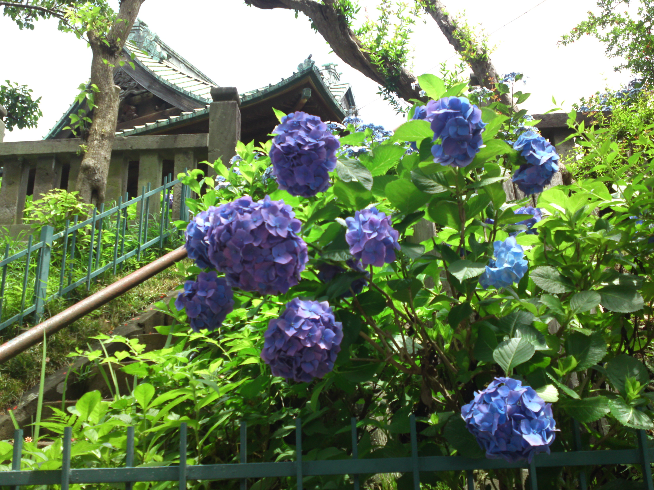 2020年中山法華経寺に咲く紫陽花の花々１４