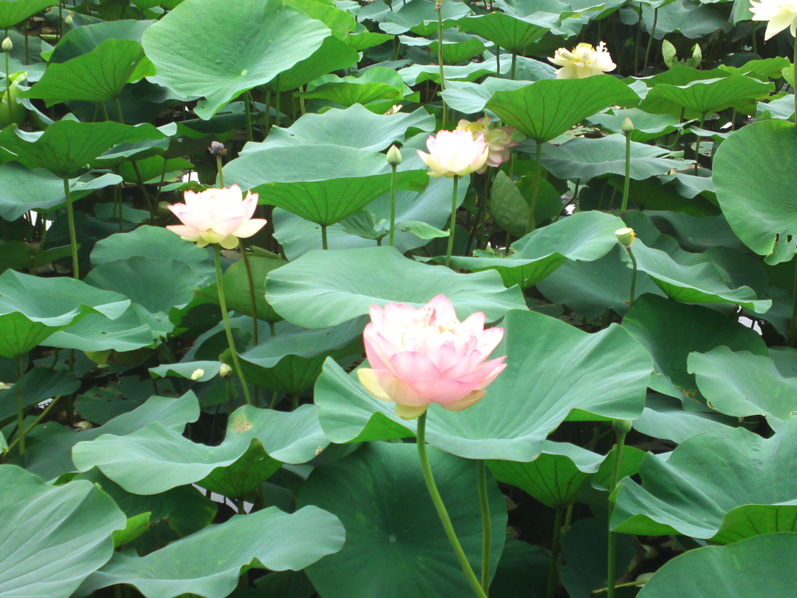2020年法華経寺竜王池に咲く蓮の花々５