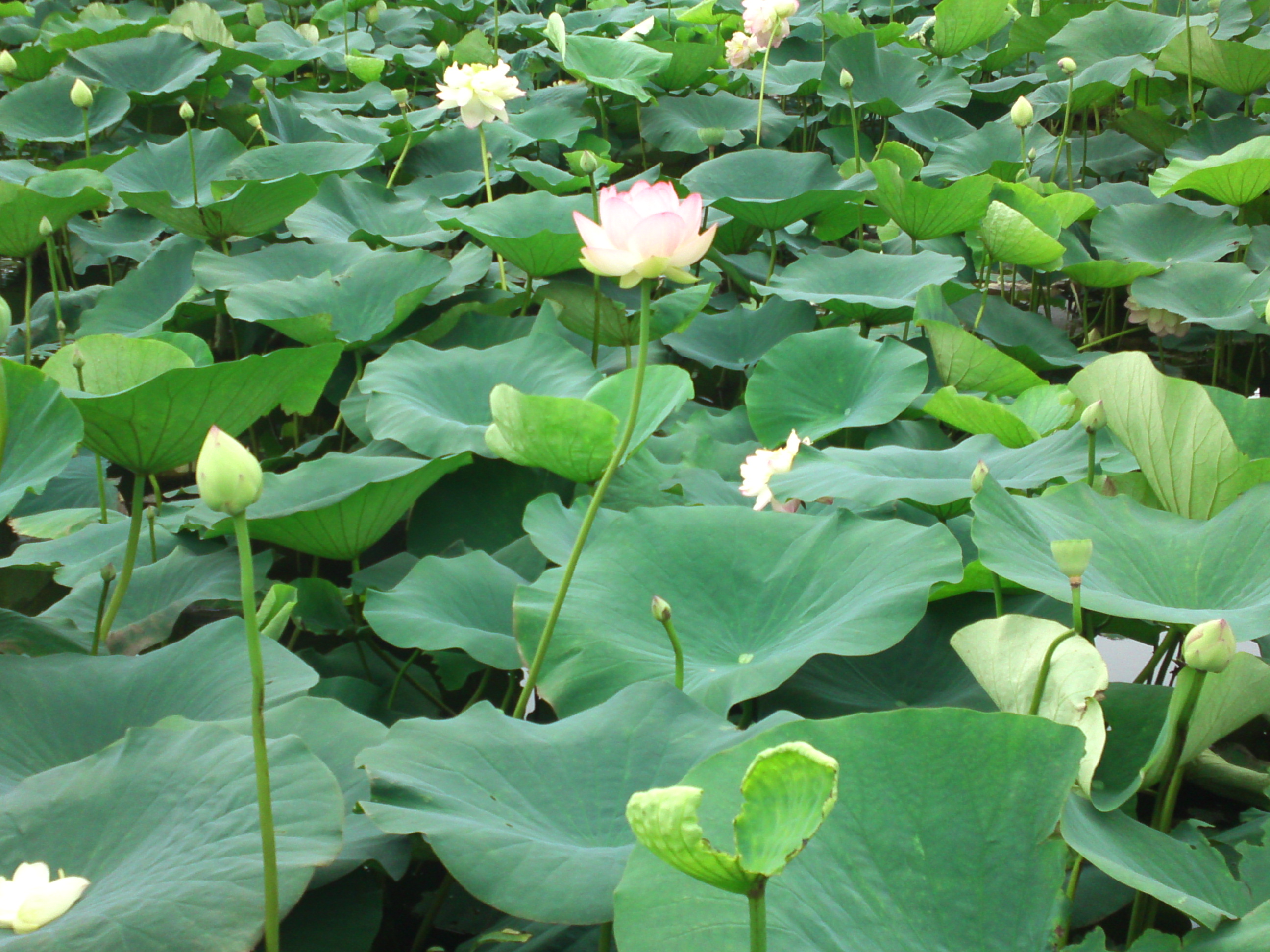 2020年法華経寺竜王池に咲く蓮の花々１０
