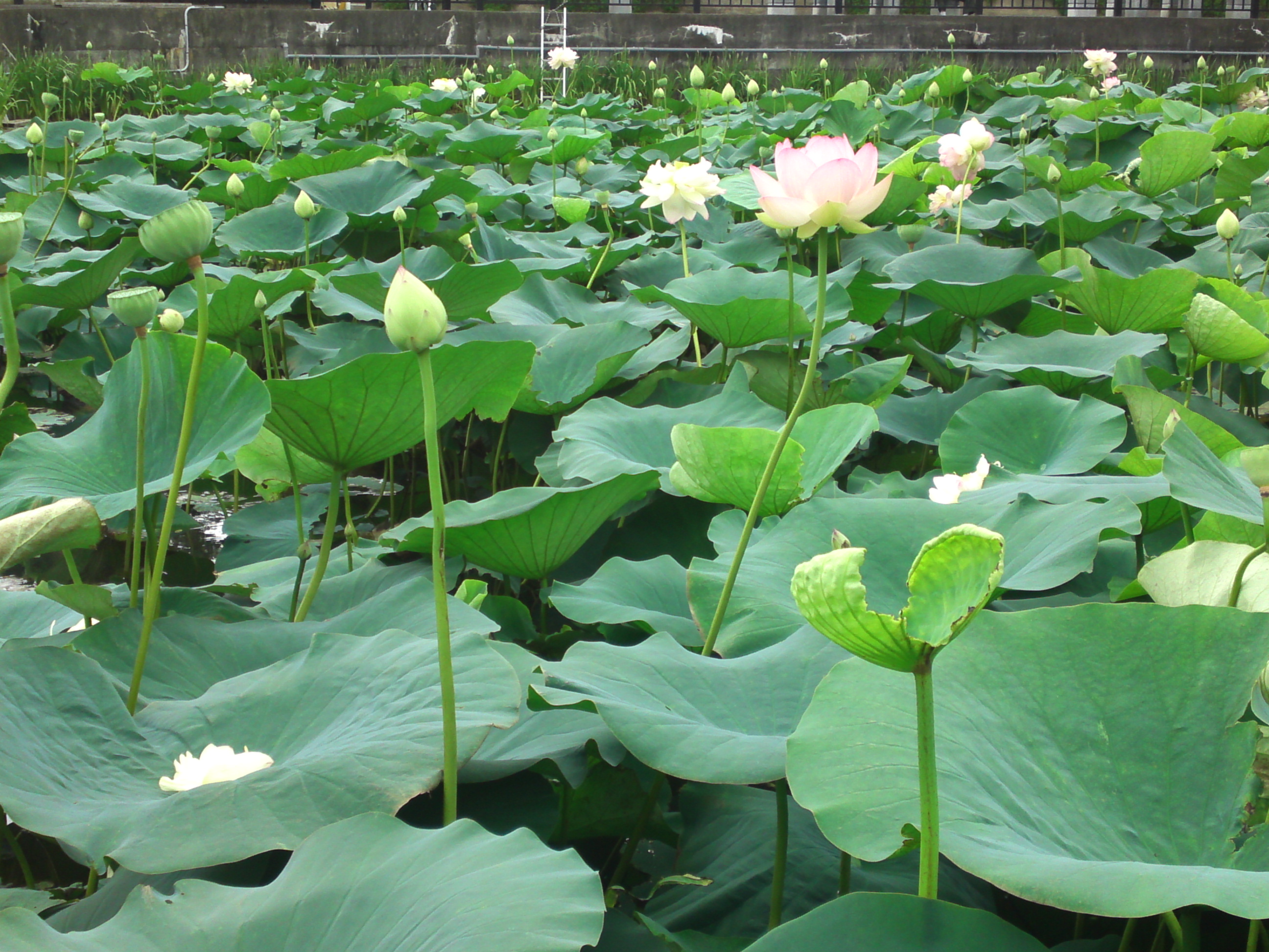 2020年法華経寺竜王池に咲く蓮の花々１１