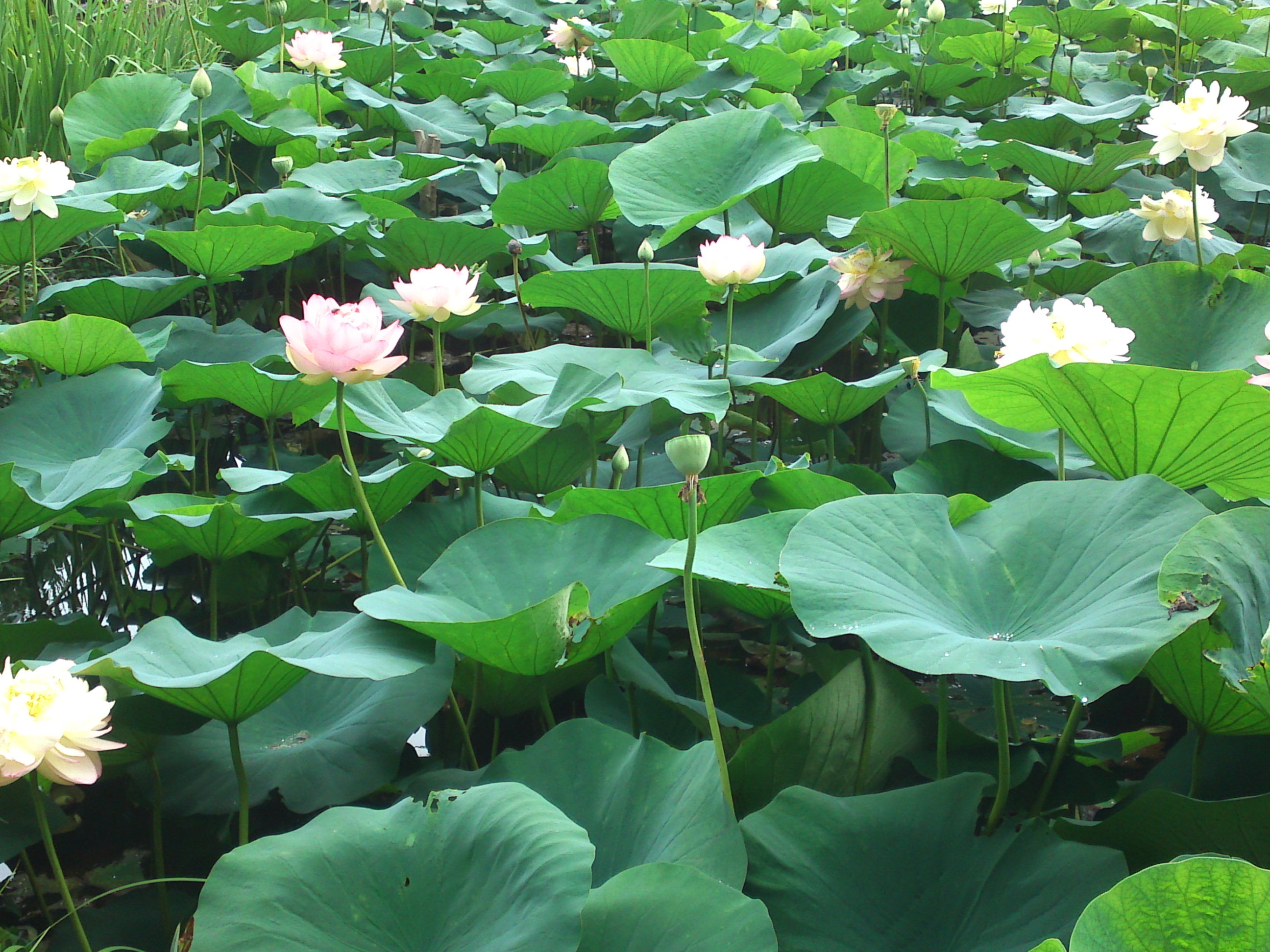 2020年法華経寺竜王池に咲く蓮の花々１２