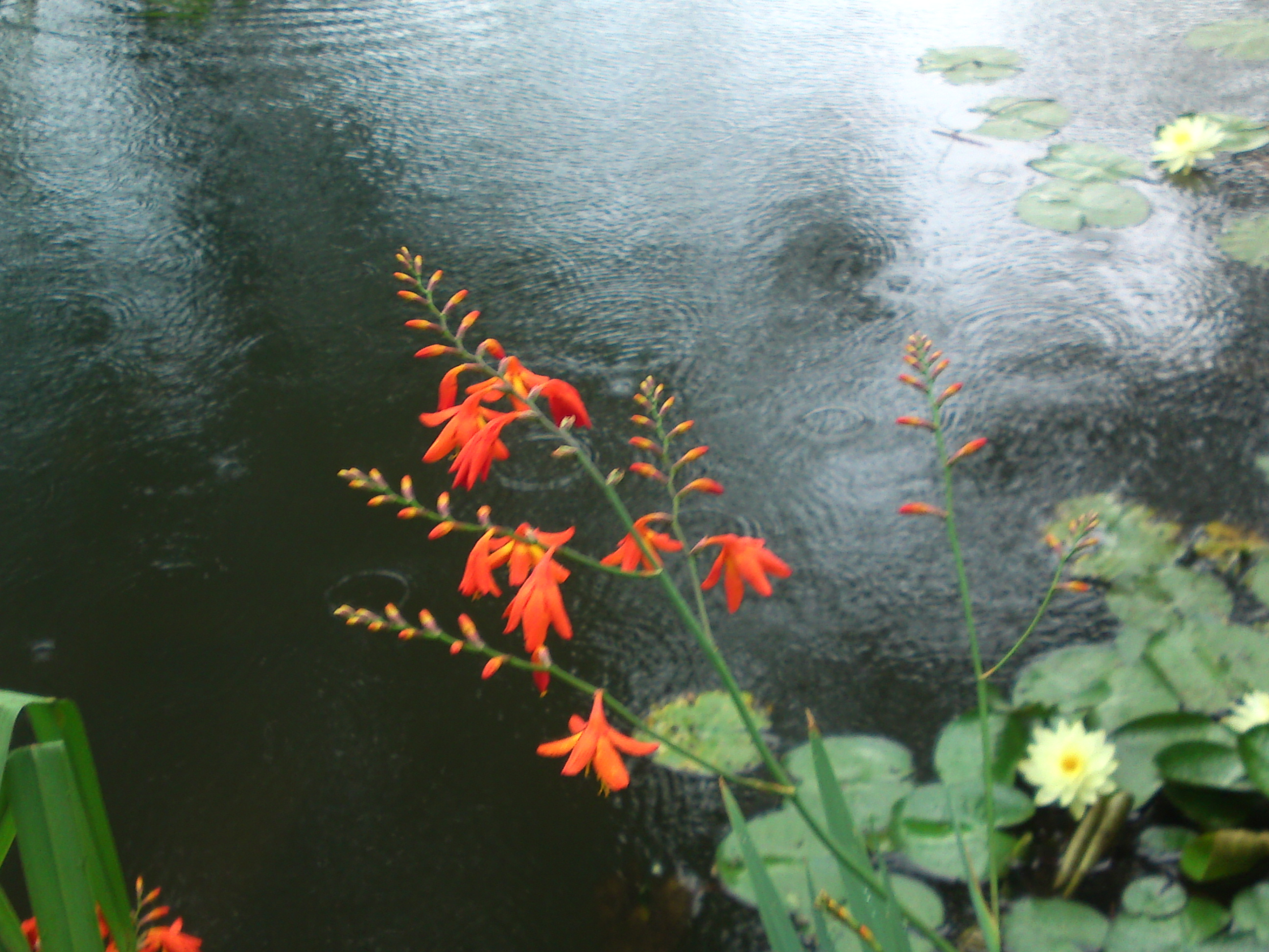 2020年法華経寺竜王池に咲く夏の花々１