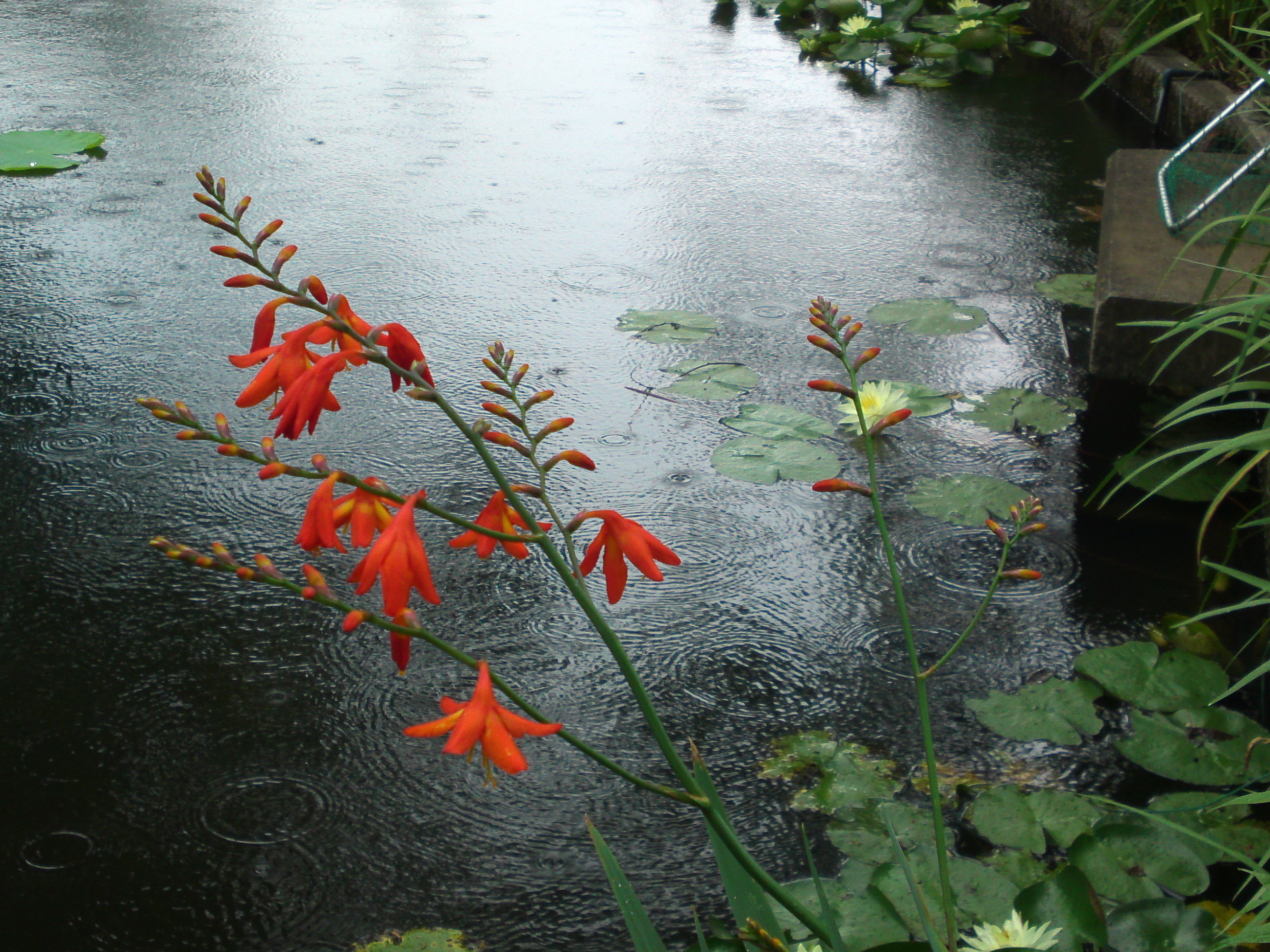 2020年法華経寺竜王池に咲く夏の花々２