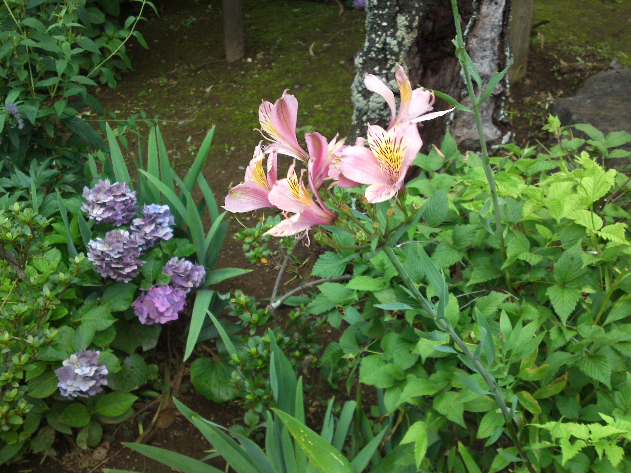 2020年中山法華経寺に咲く夏の花々１