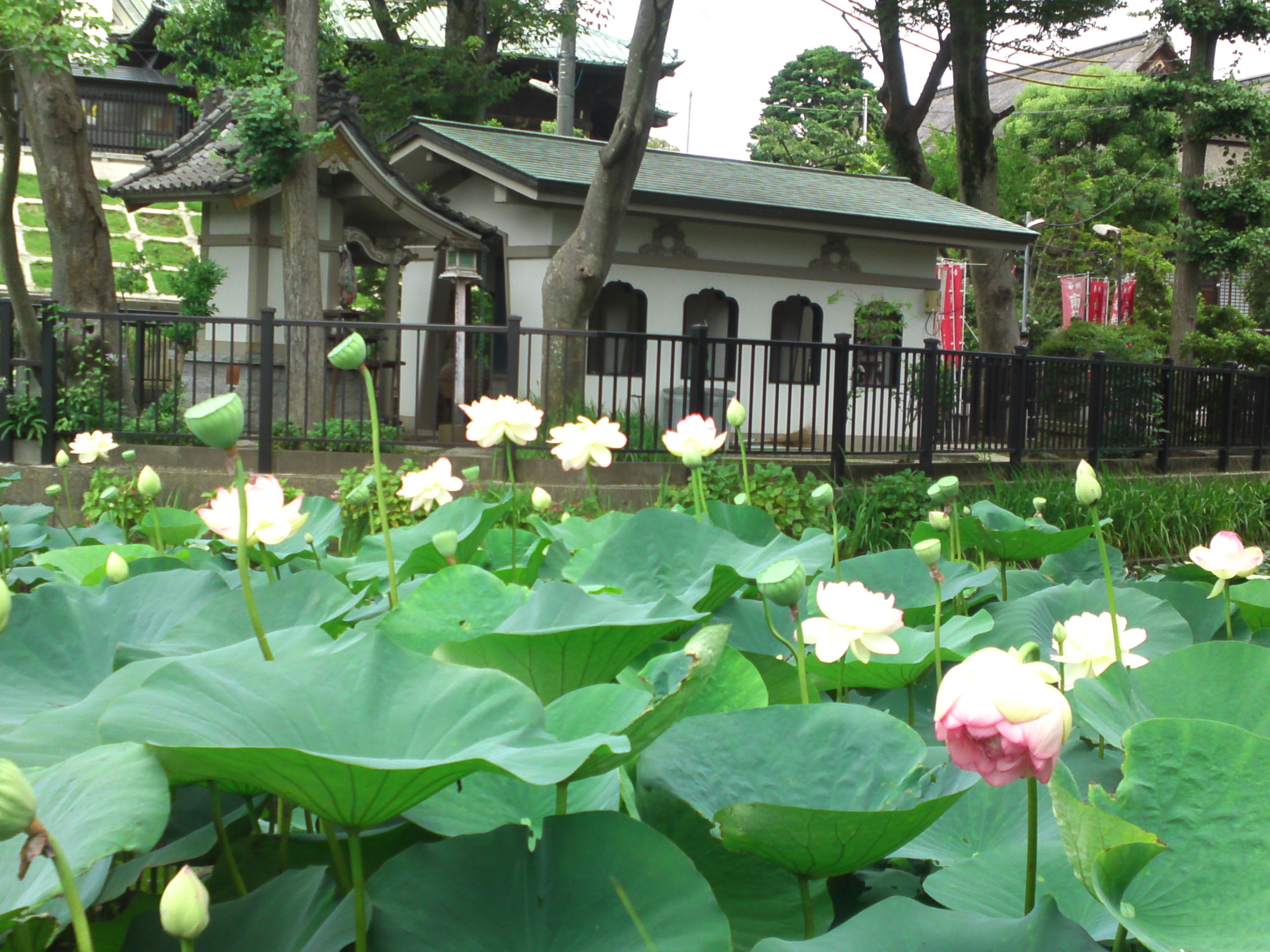 2020年法華経寺竜王池に咲く蓮の花々１４
