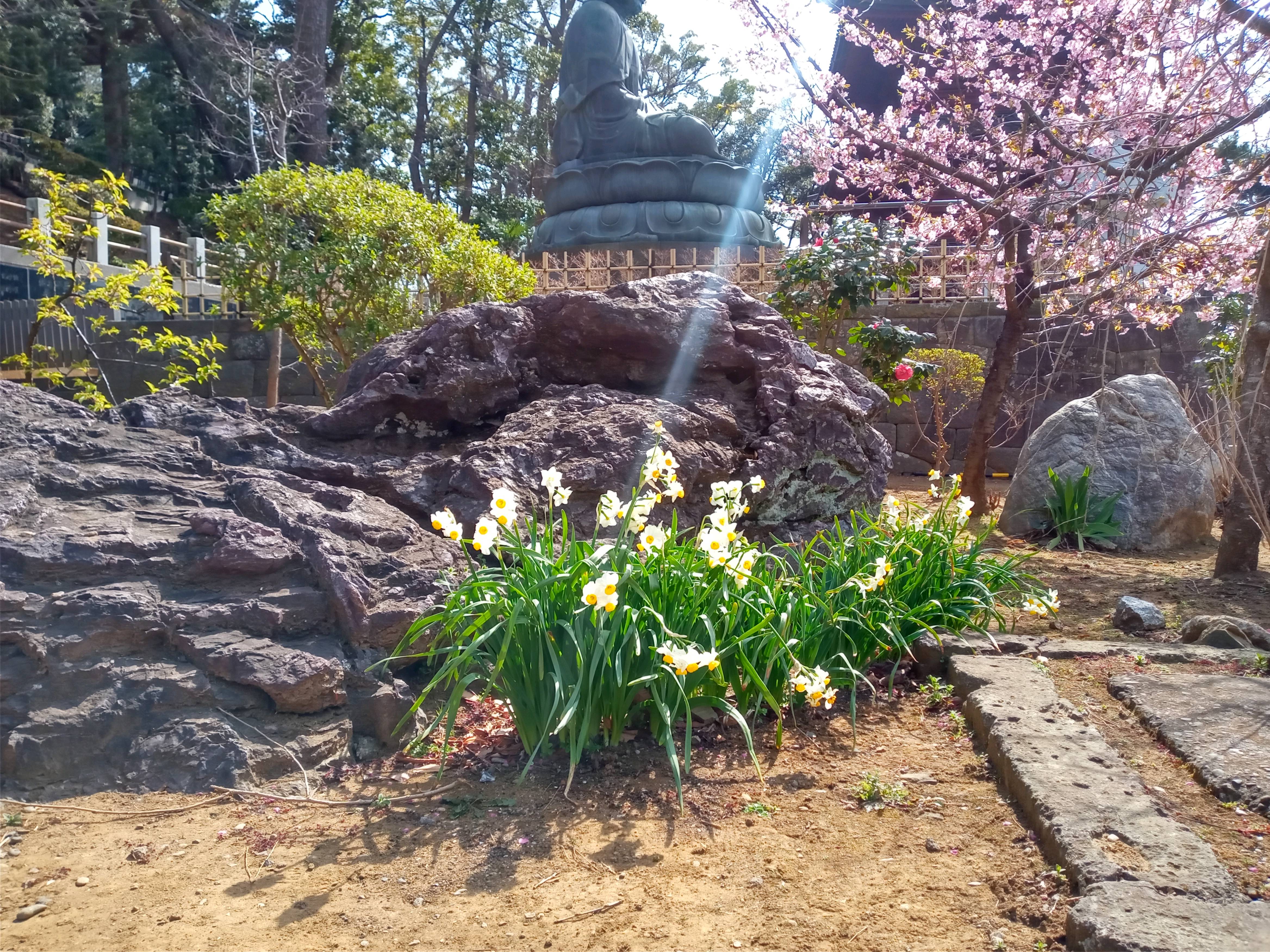 2021年春法華経寺に咲く水仙の花
