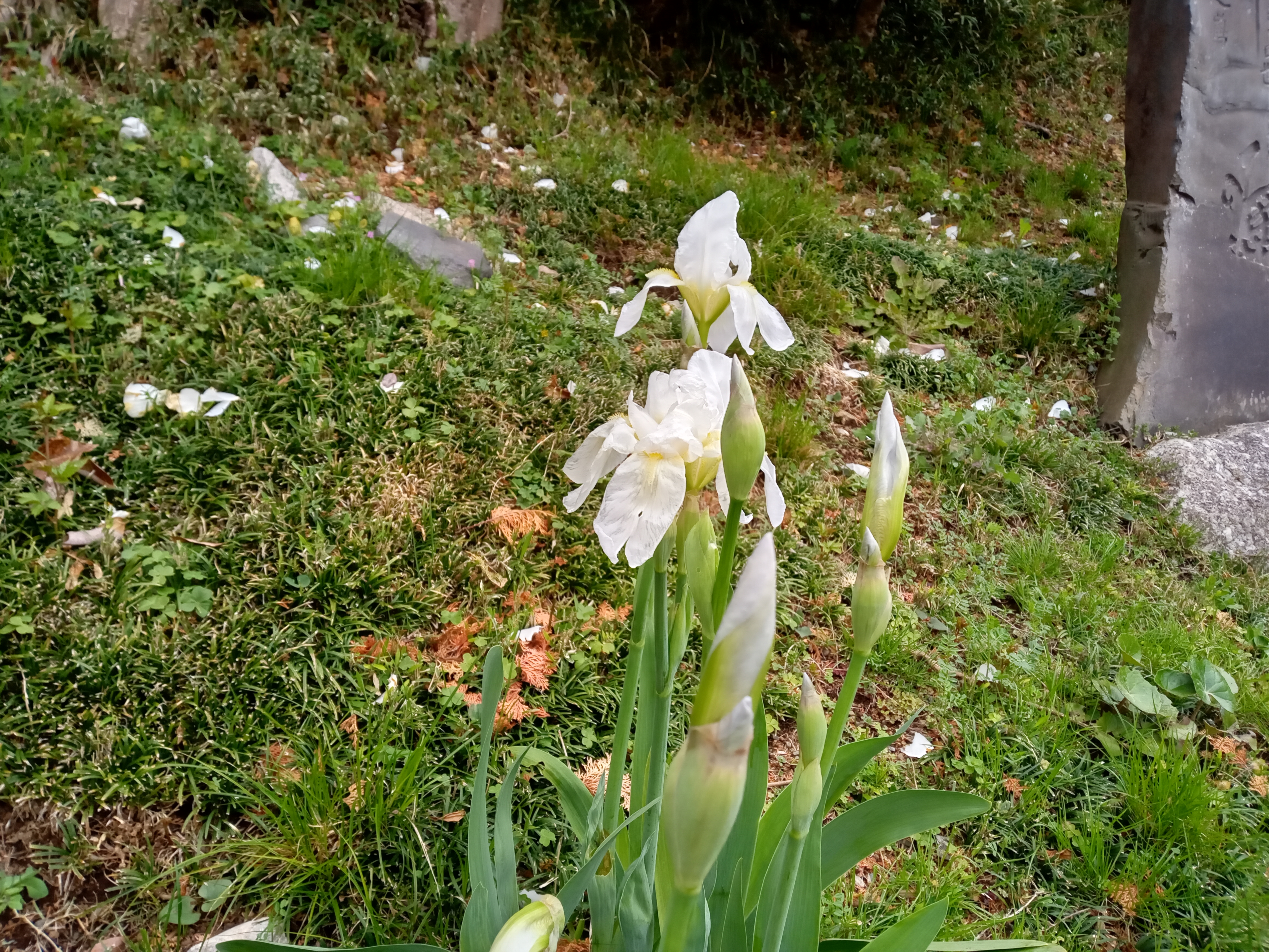 2021年春法華経寺に咲く白い菖蒲の花２