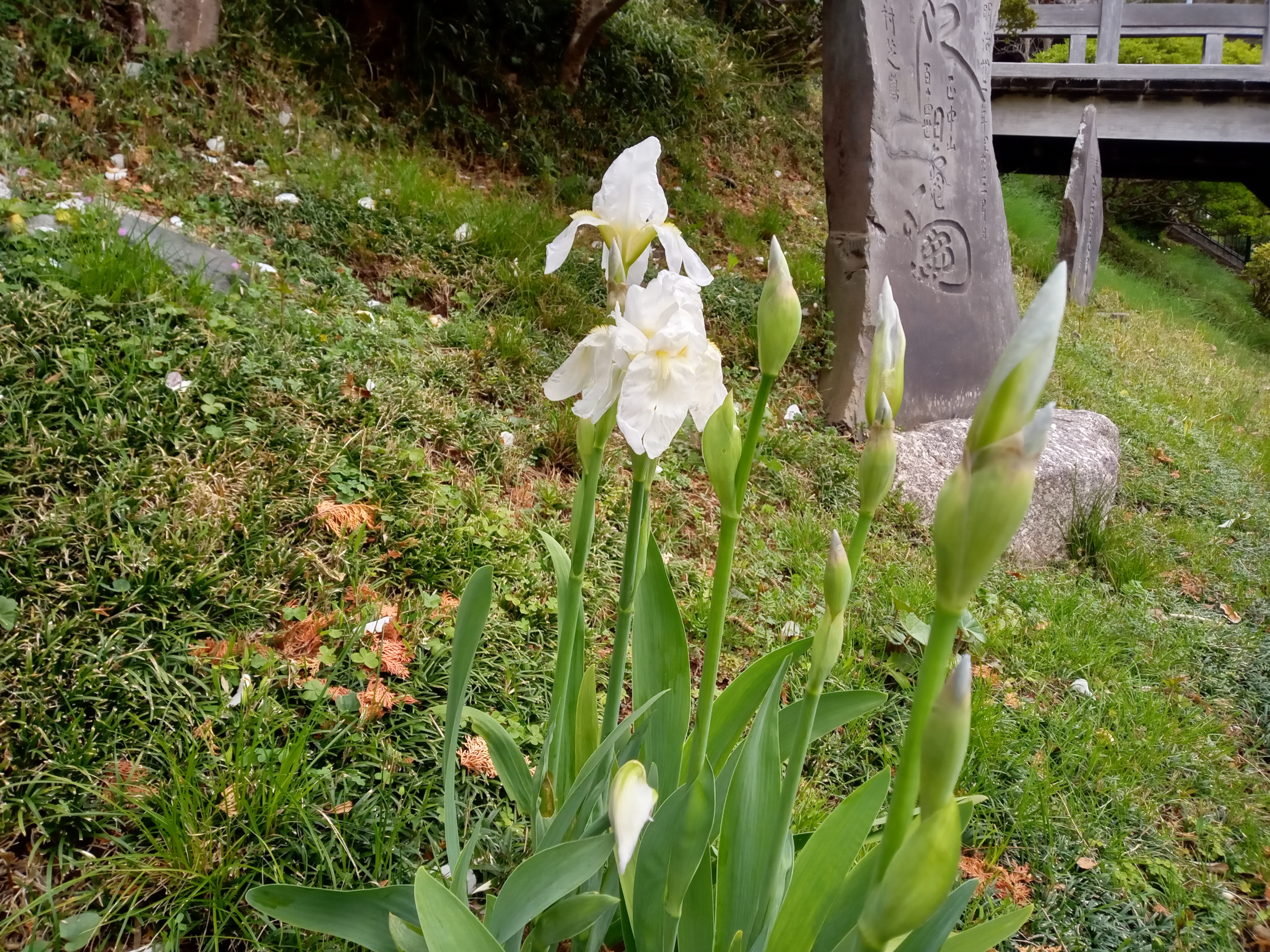 2021年春法華経寺に咲く白い菖蒲の花４