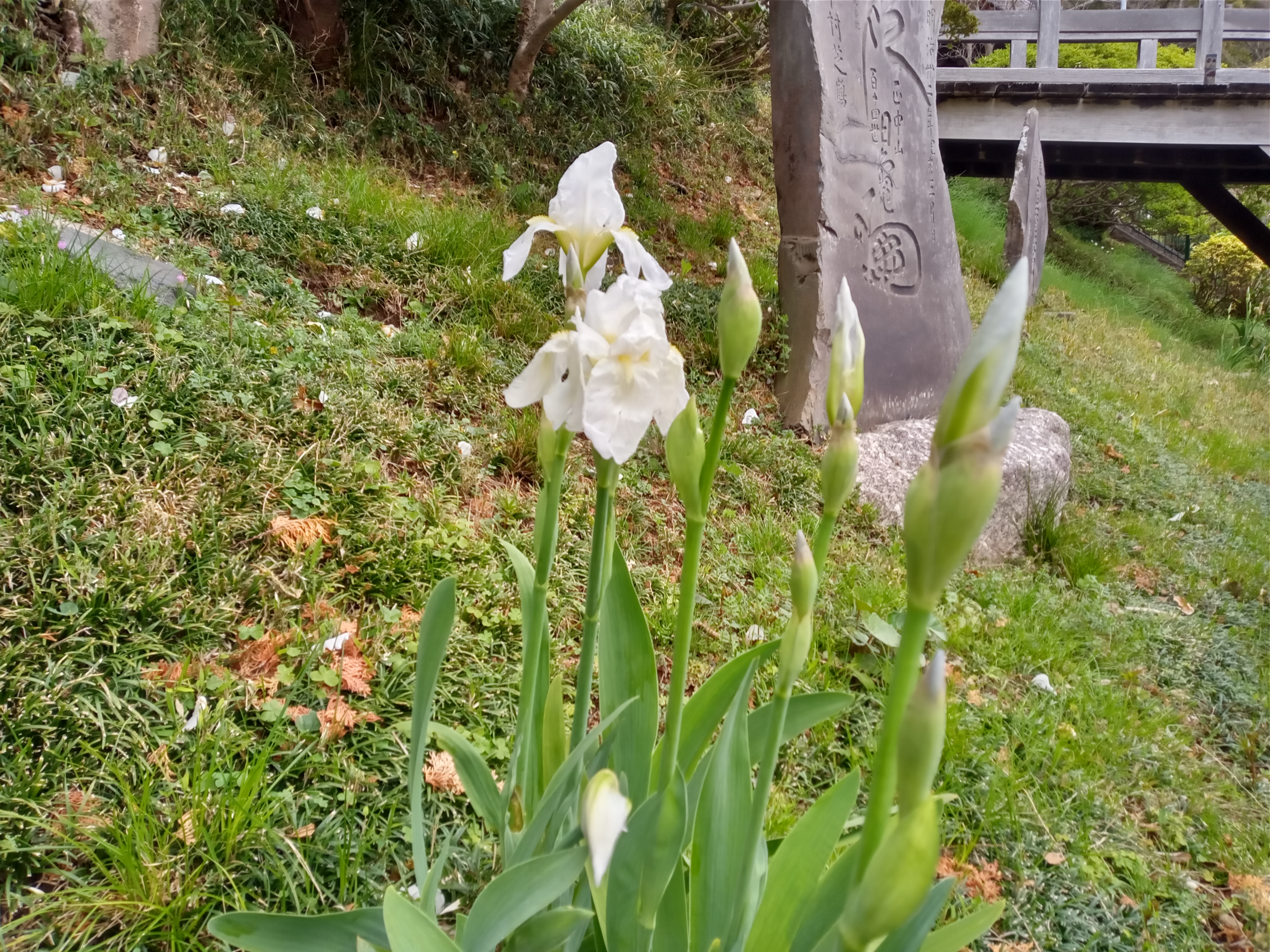 2021年春法華経寺に咲く白い菖蒲の花５