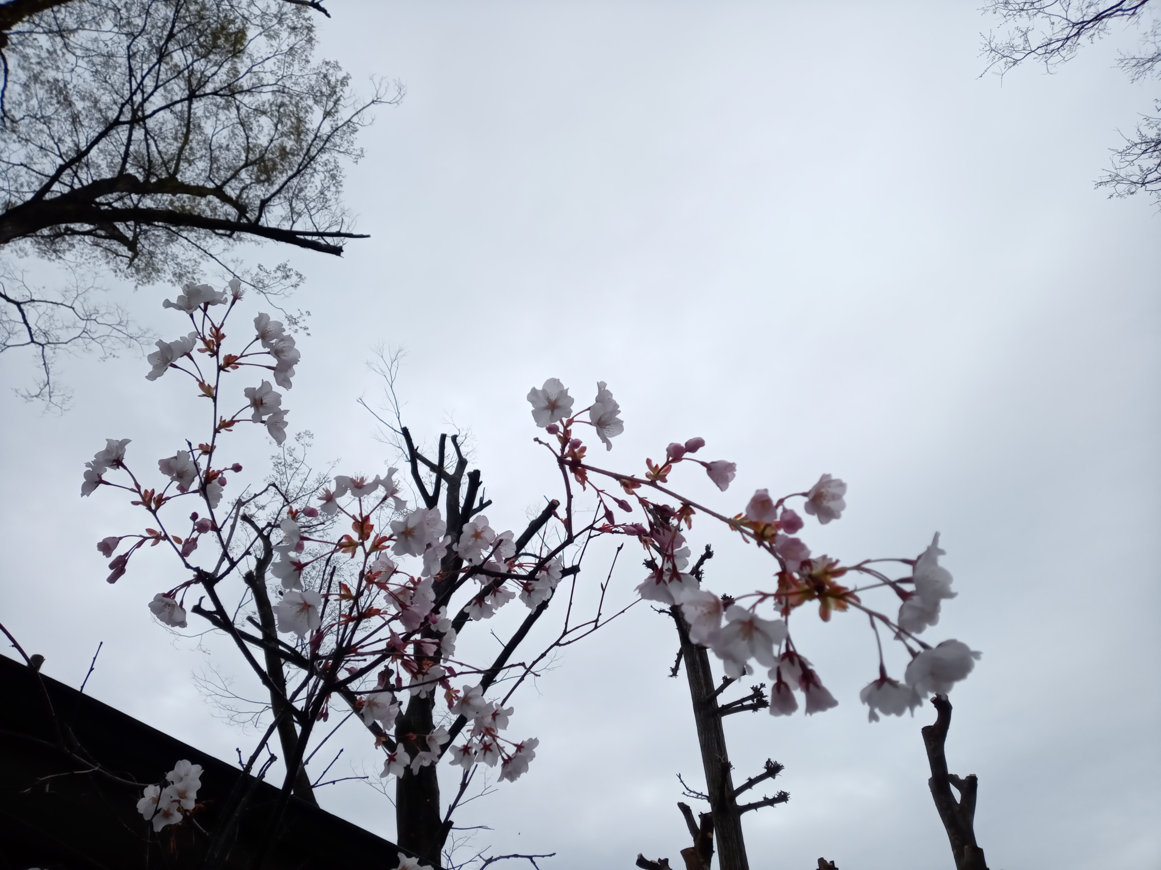 2021年春法華経寺に咲く白いさくらの花１
