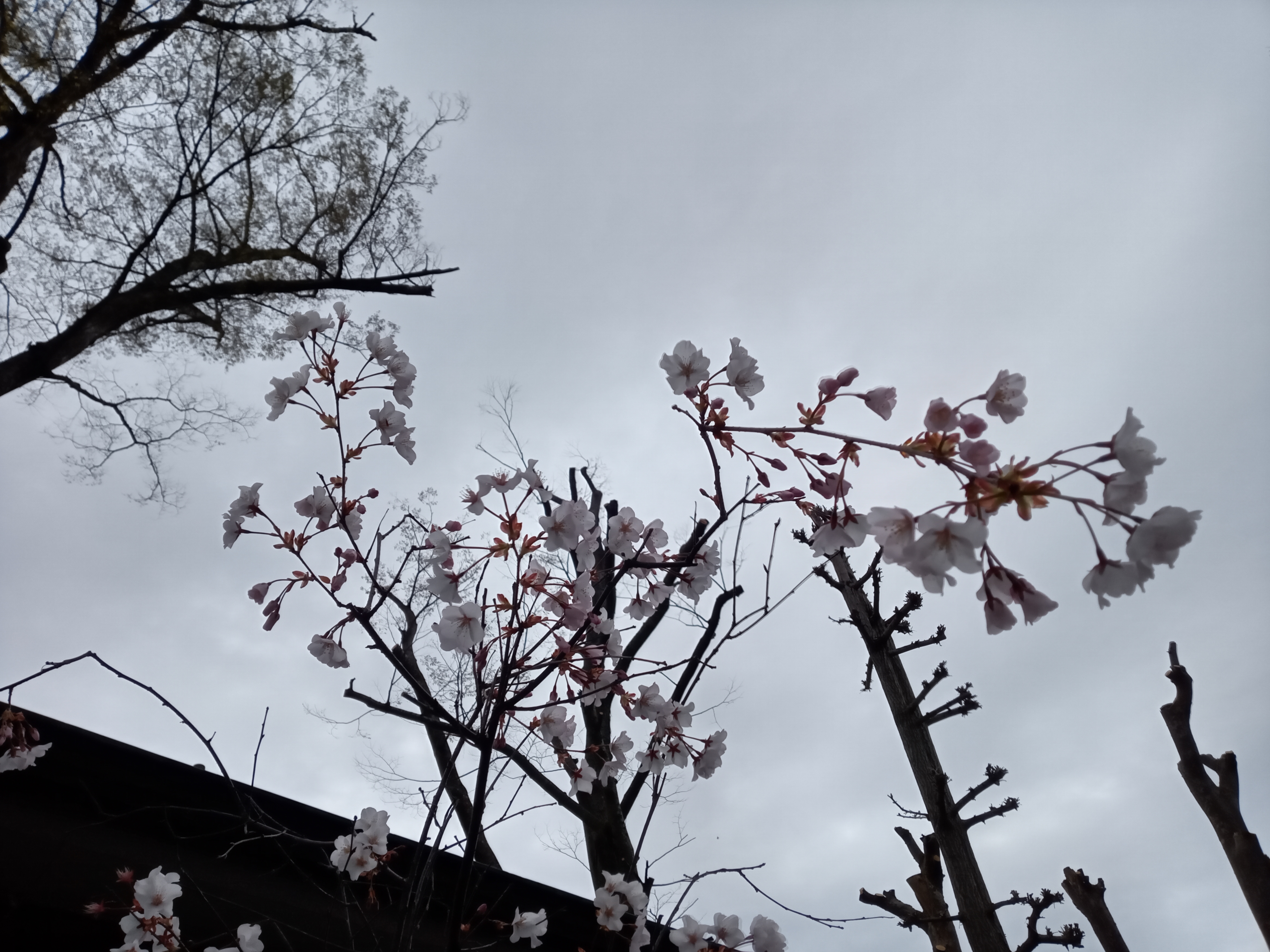 2021年春法華経寺に咲く白いさくらの花２