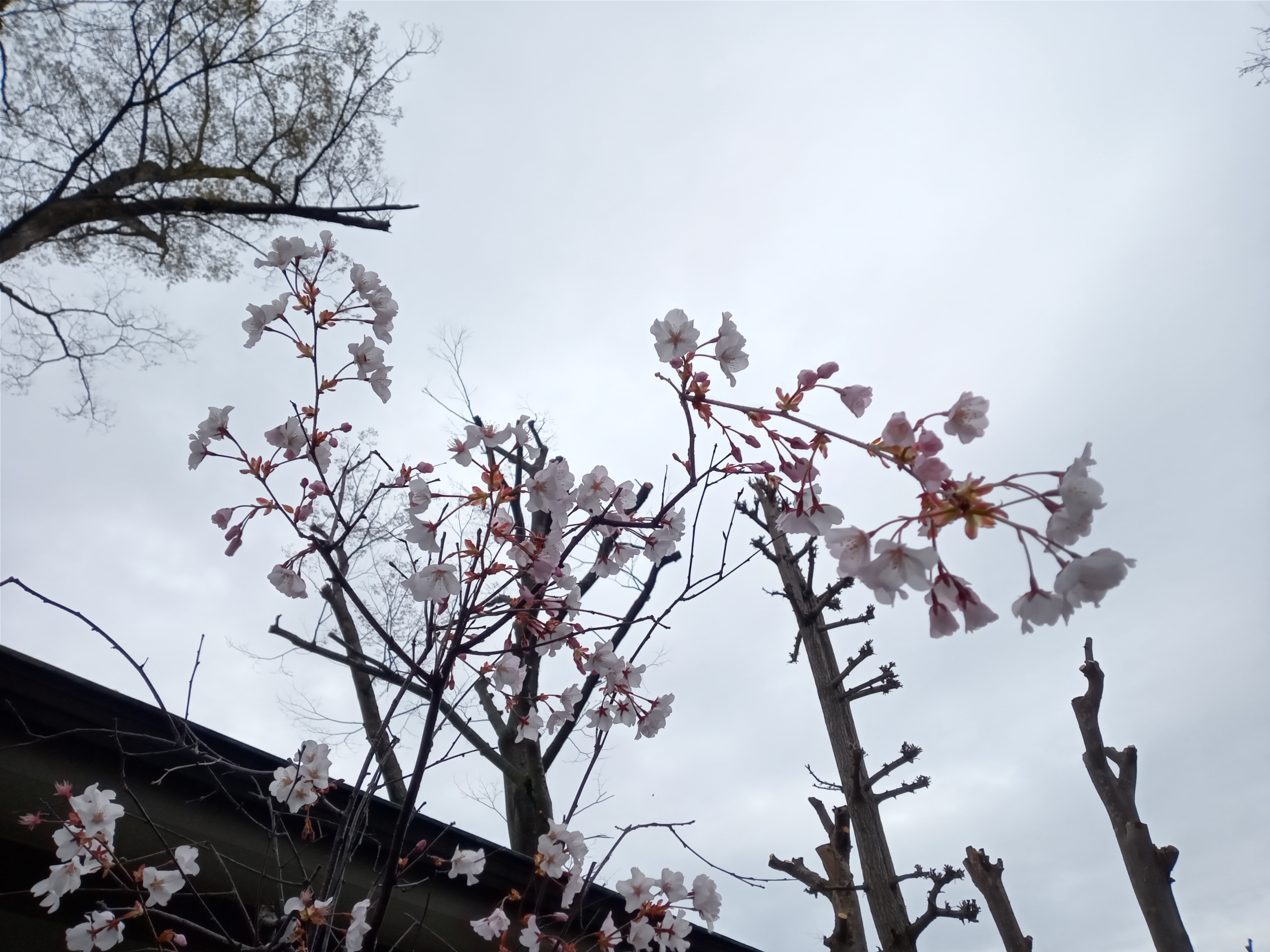 2021年春法華経寺に咲く白いさくらの花３