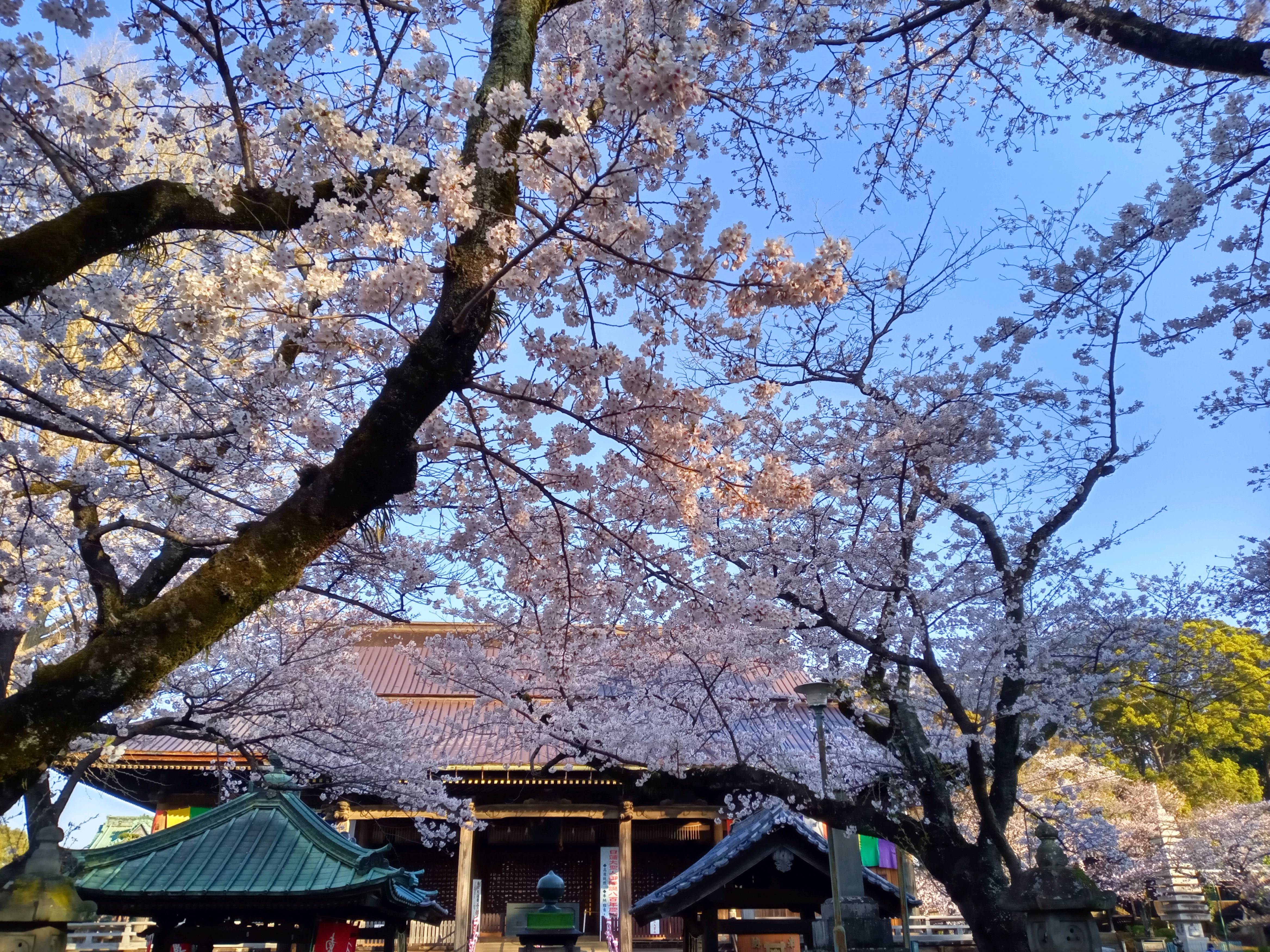 2021年春法華経寺祖師堂に咲く桜２