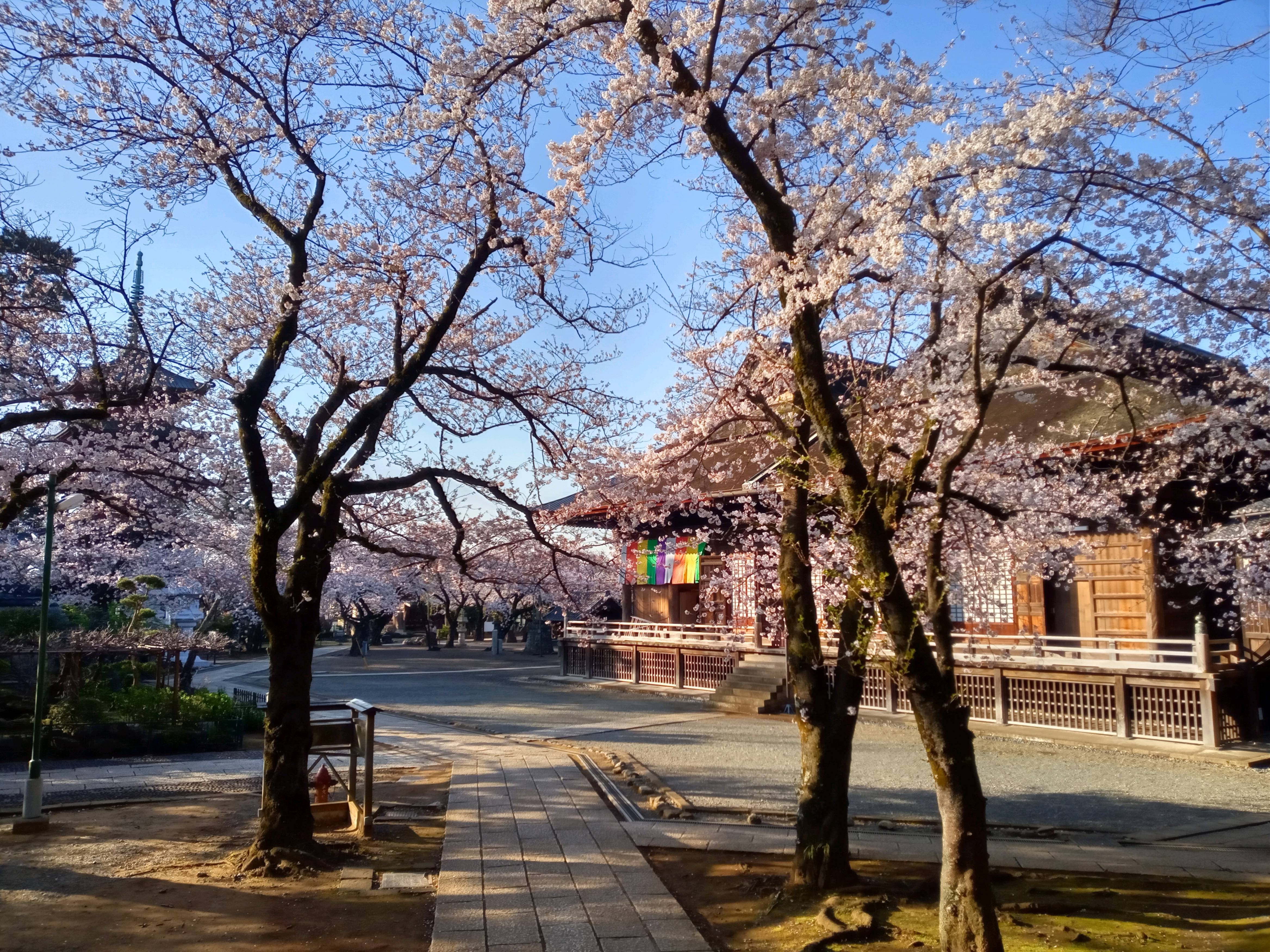 2021年春法華経寺祖師堂に咲く桜５