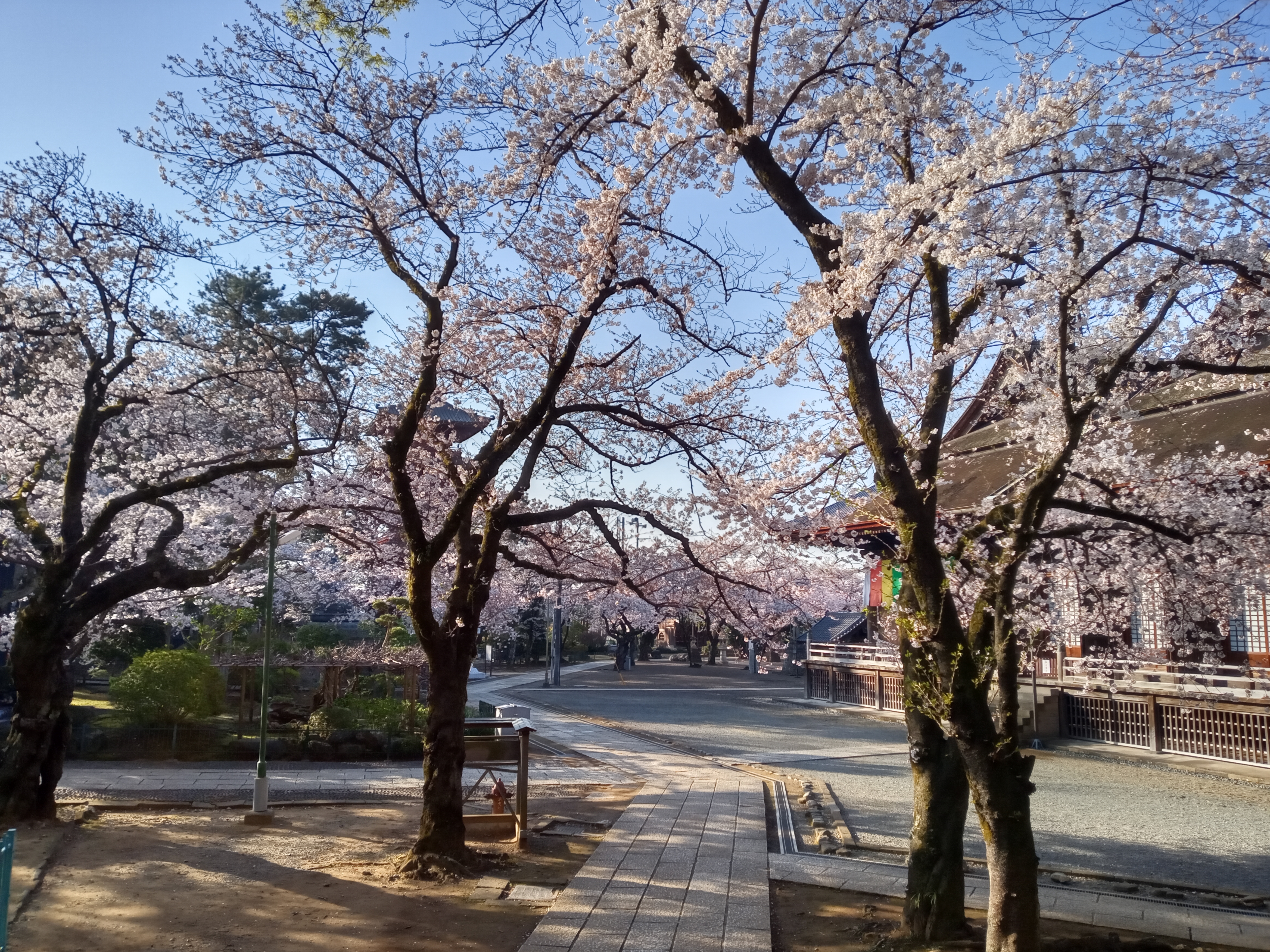 2021年春法華経寺祖師堂に咲く桜６