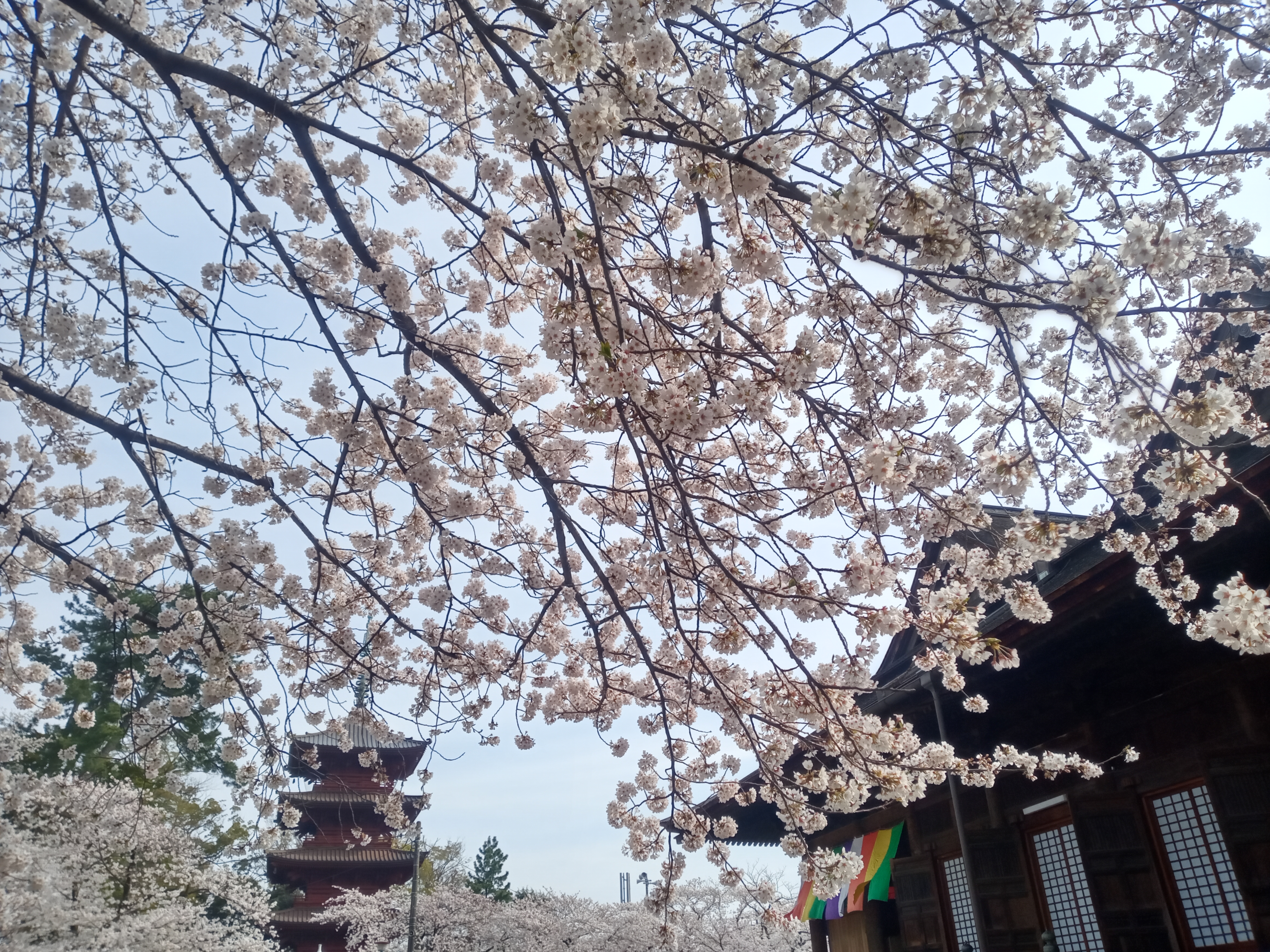 2021年春法華経寺五重塔に咲く桜２