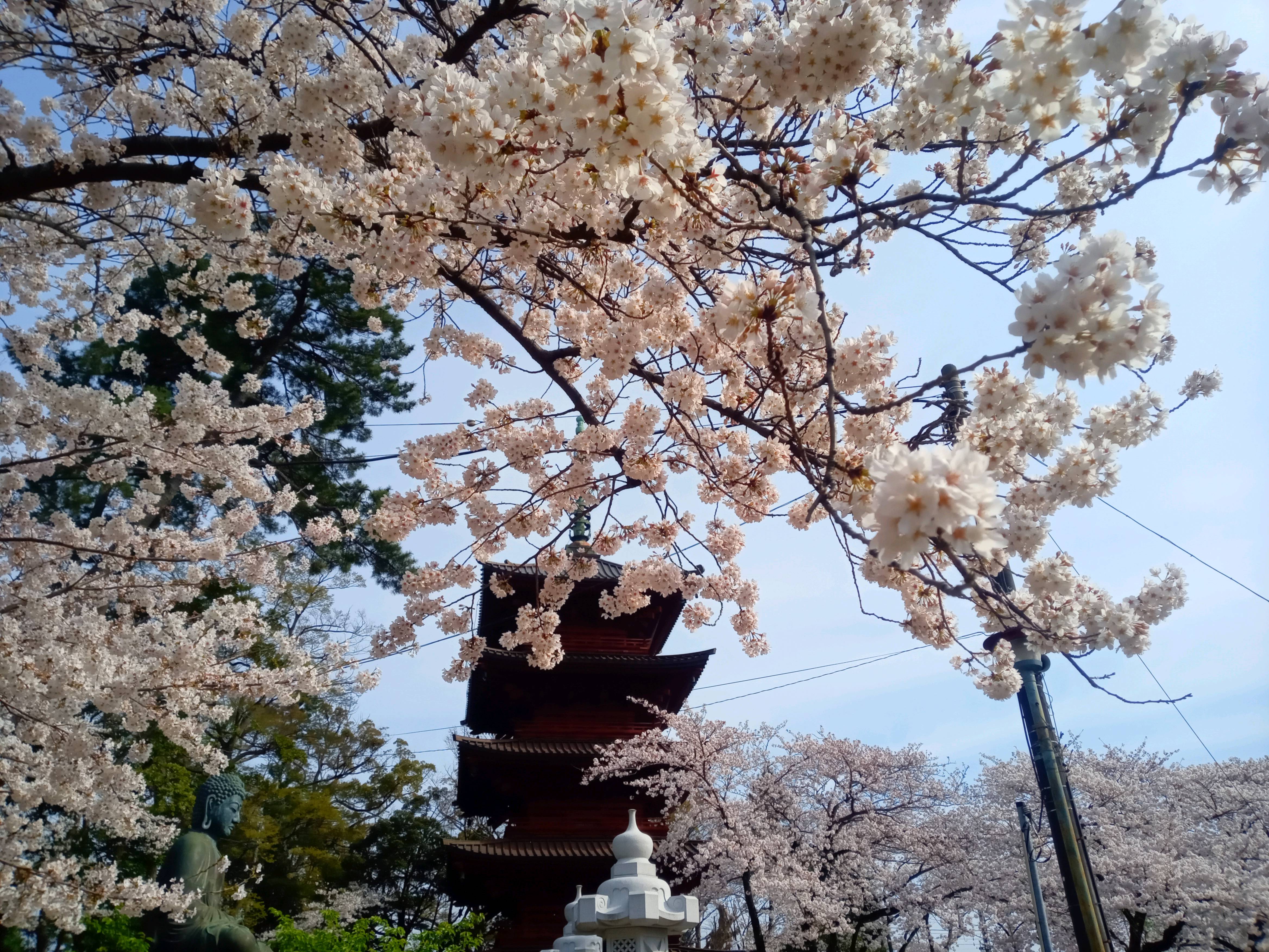 2021年春法華経寺五重塔に咲く桜３