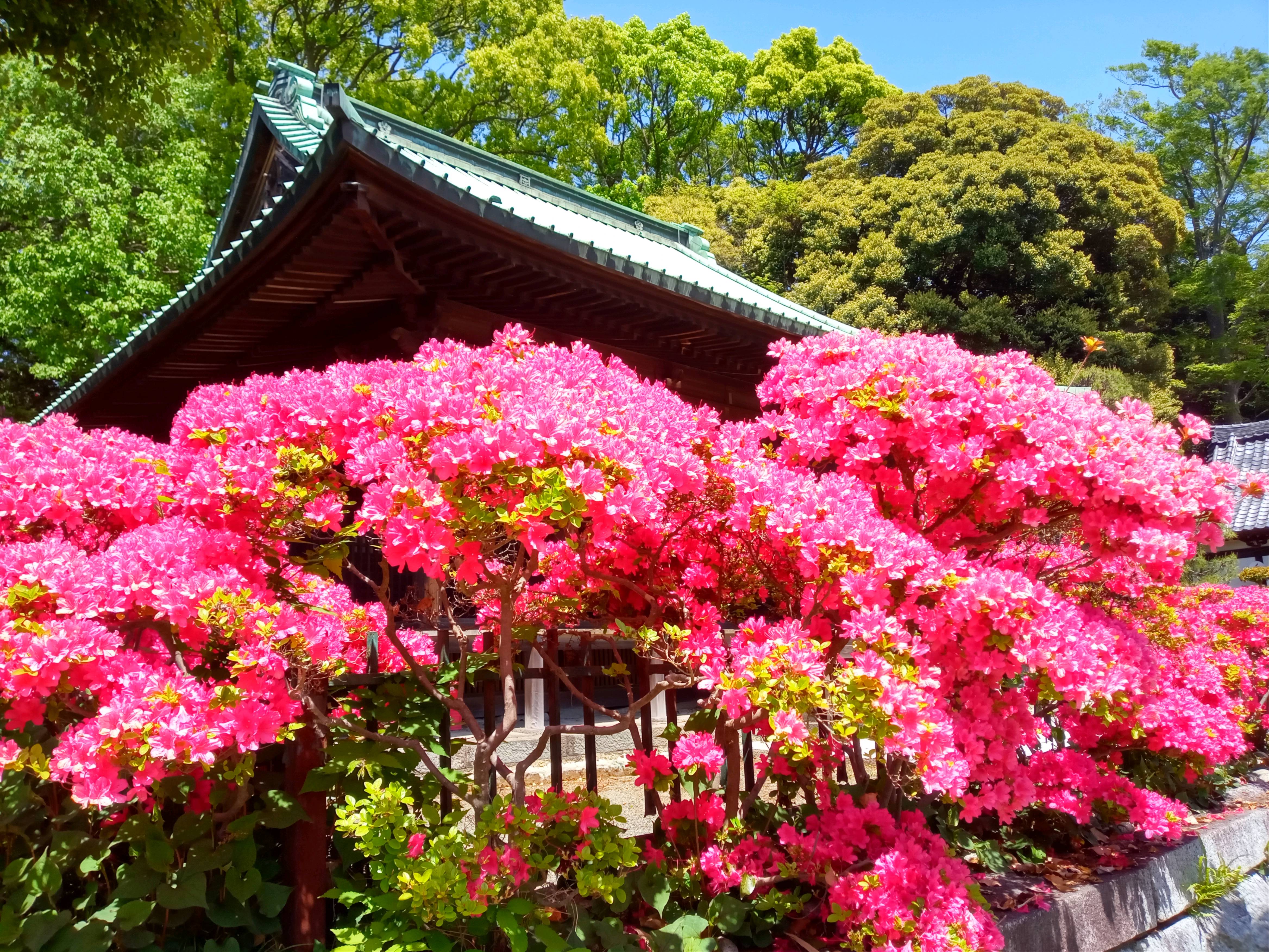 2021年春法華経寺に咲くツツジの花７