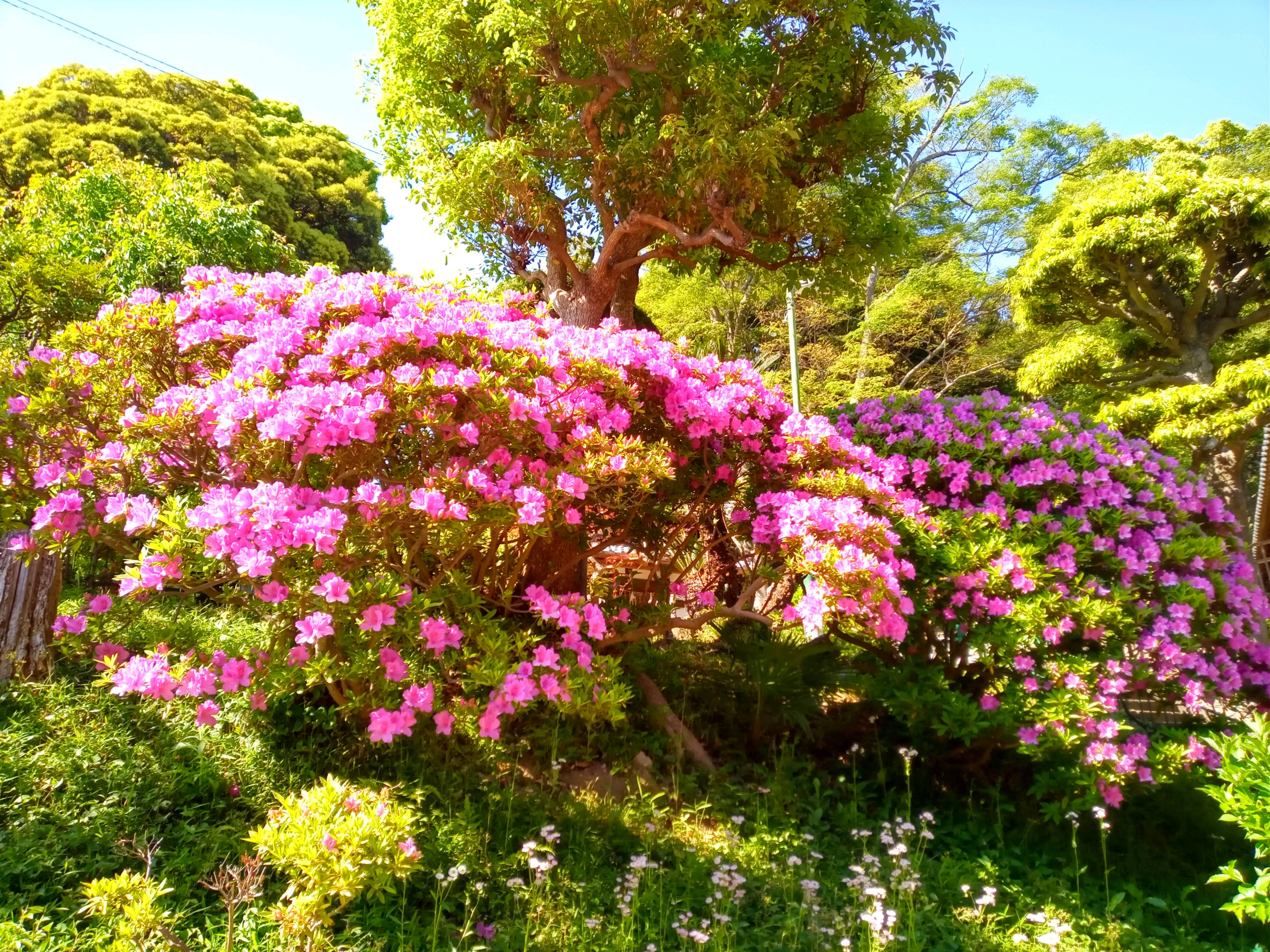 2021年春法華経寺に咲くツツジの花１１