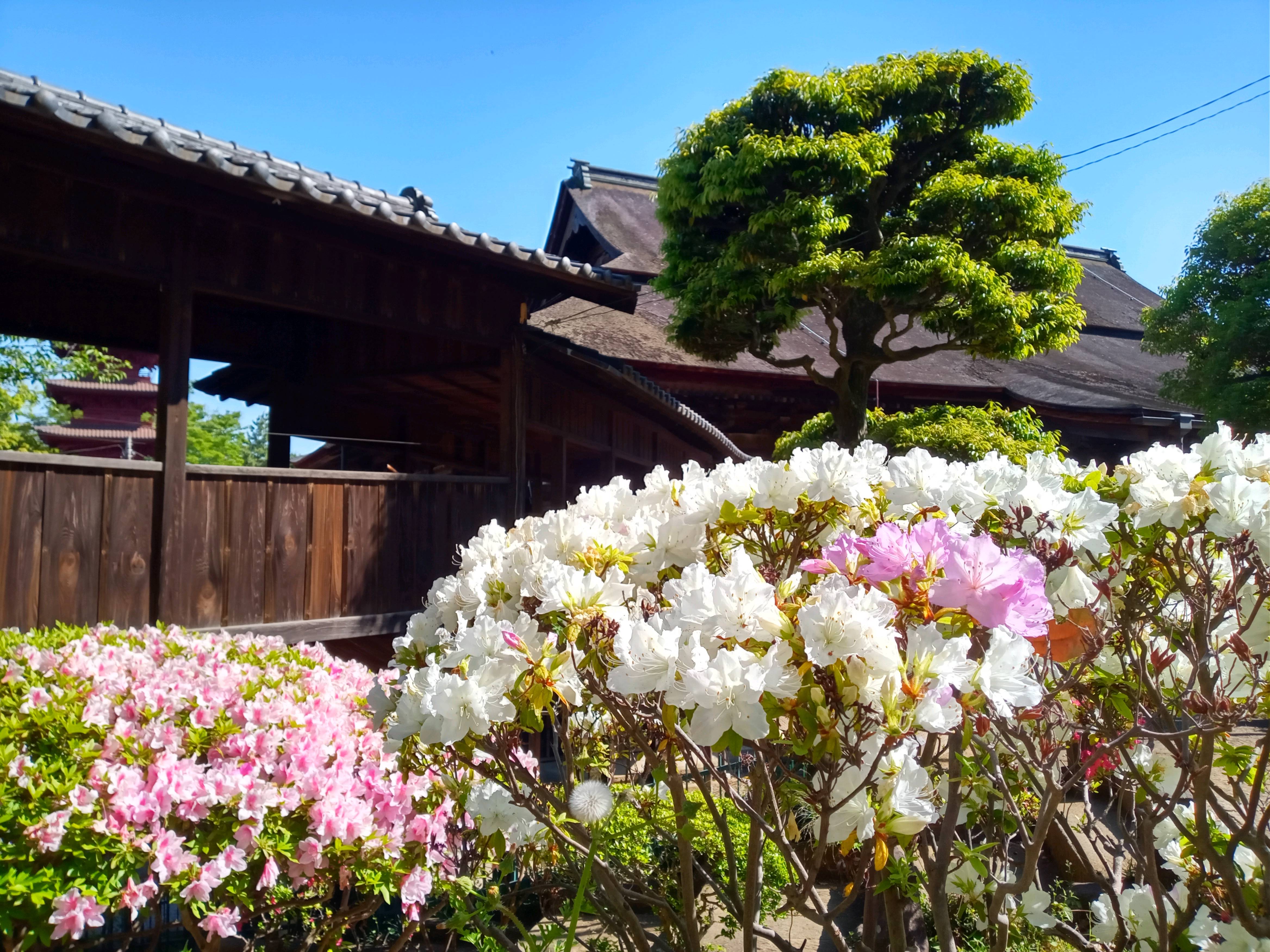 2021年春法華経寺に咲くツツジの花１４