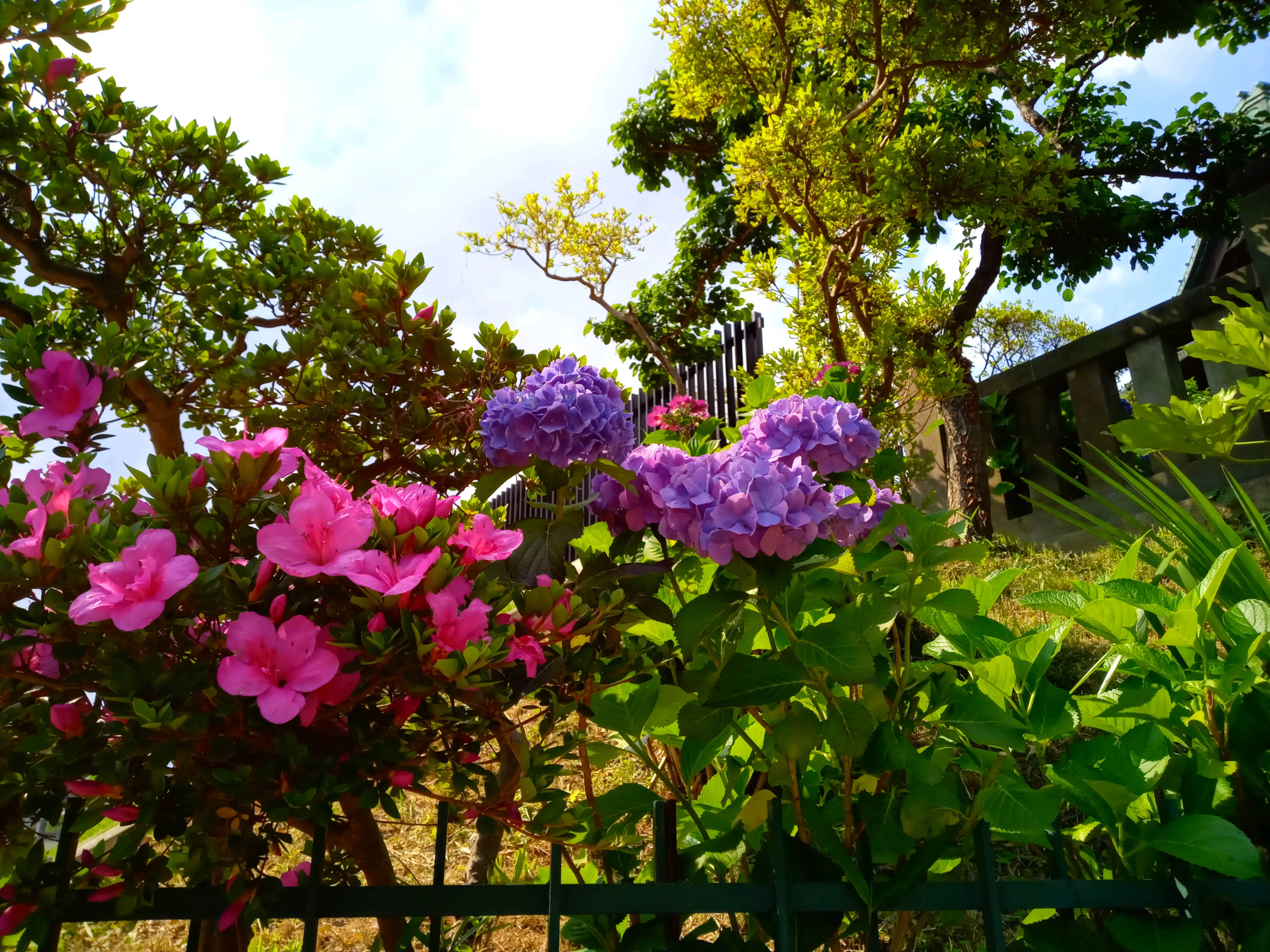 2021年夏法華経寺に咲く紫陽花４