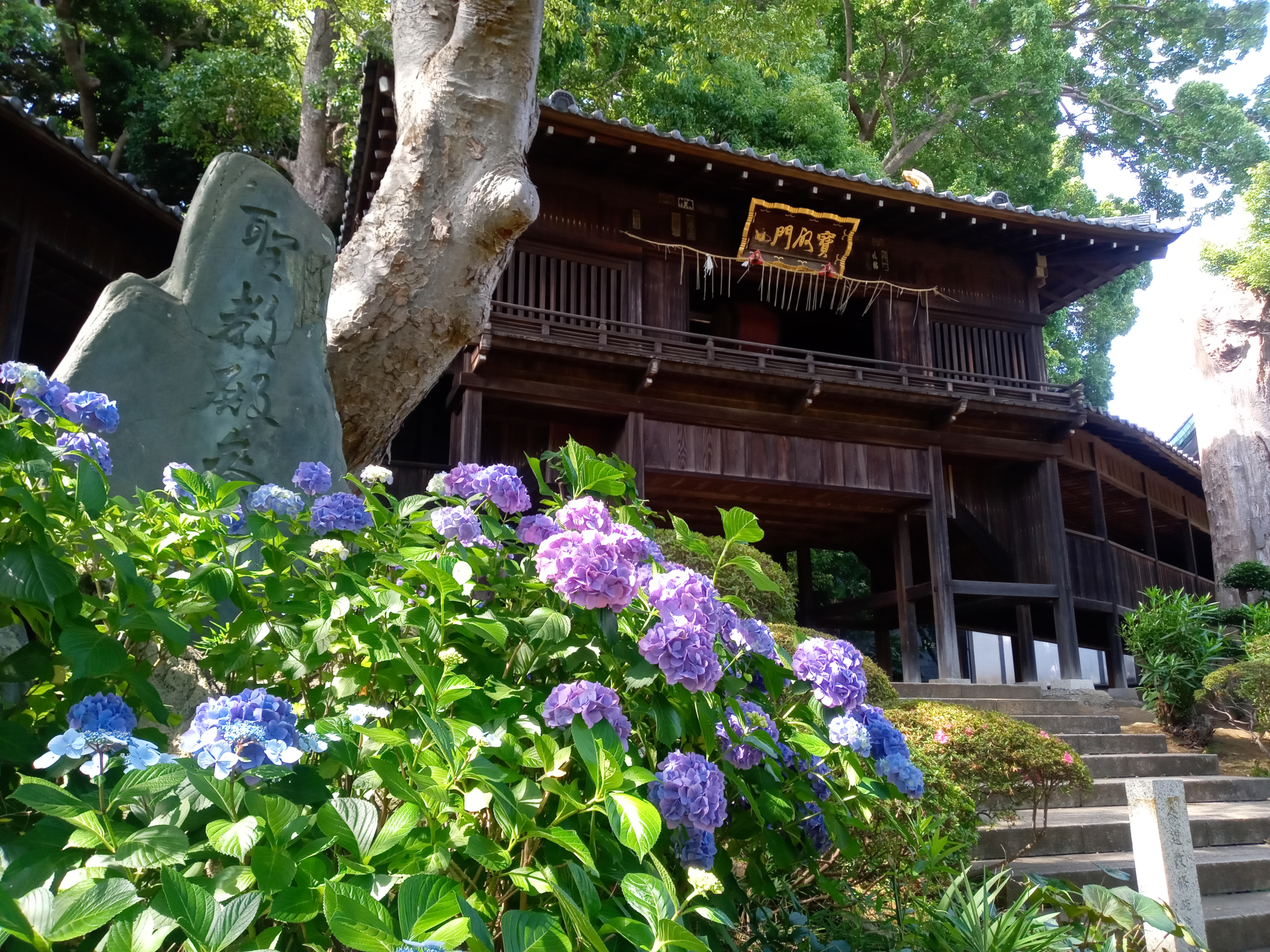 2021年夏法華経寺に咲く紫陽花５