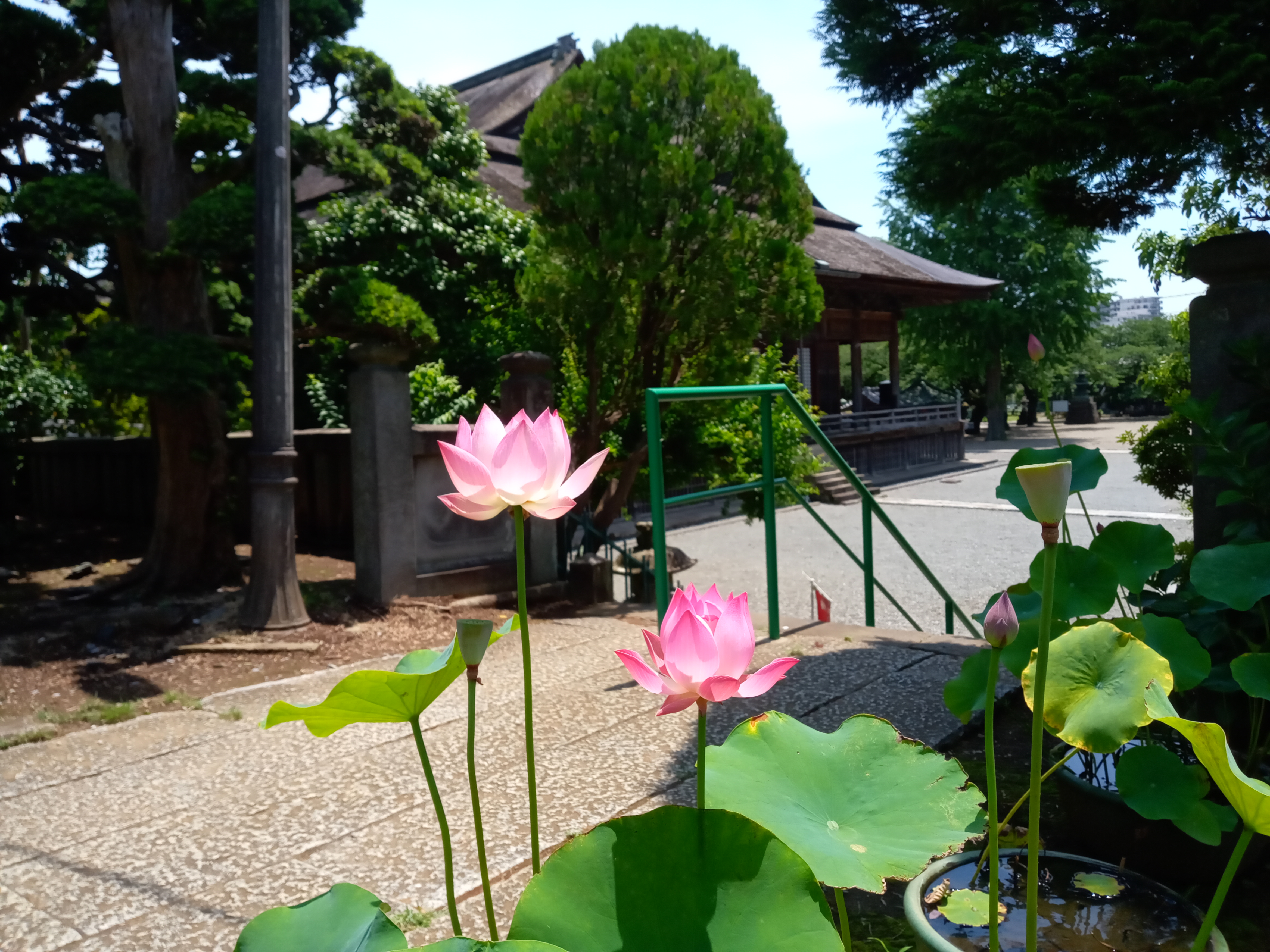 2021年夏法華経寺刹堂前に咲く蓮の花３