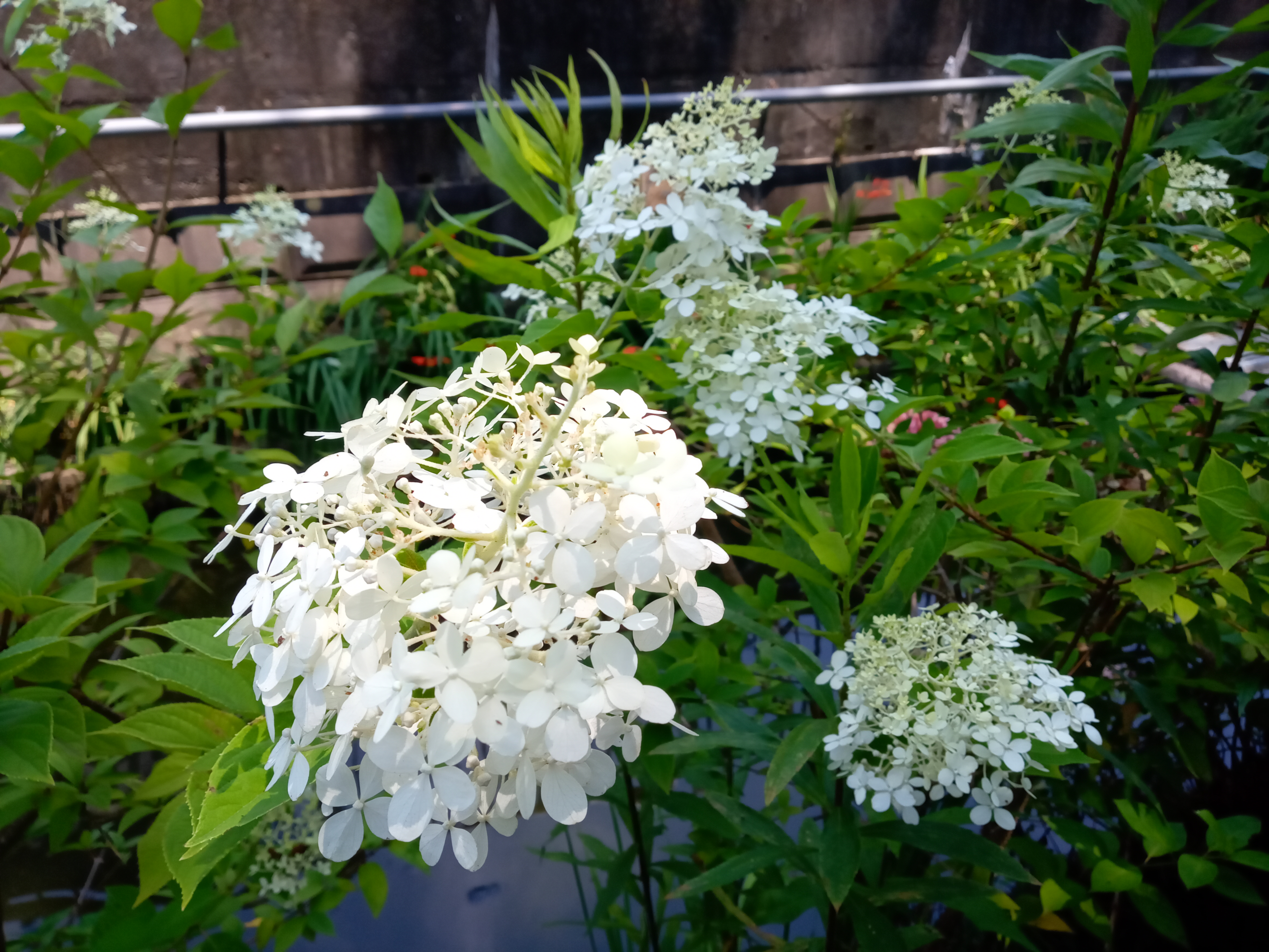 2021年夏法華経寺に咲く白い紫陽花